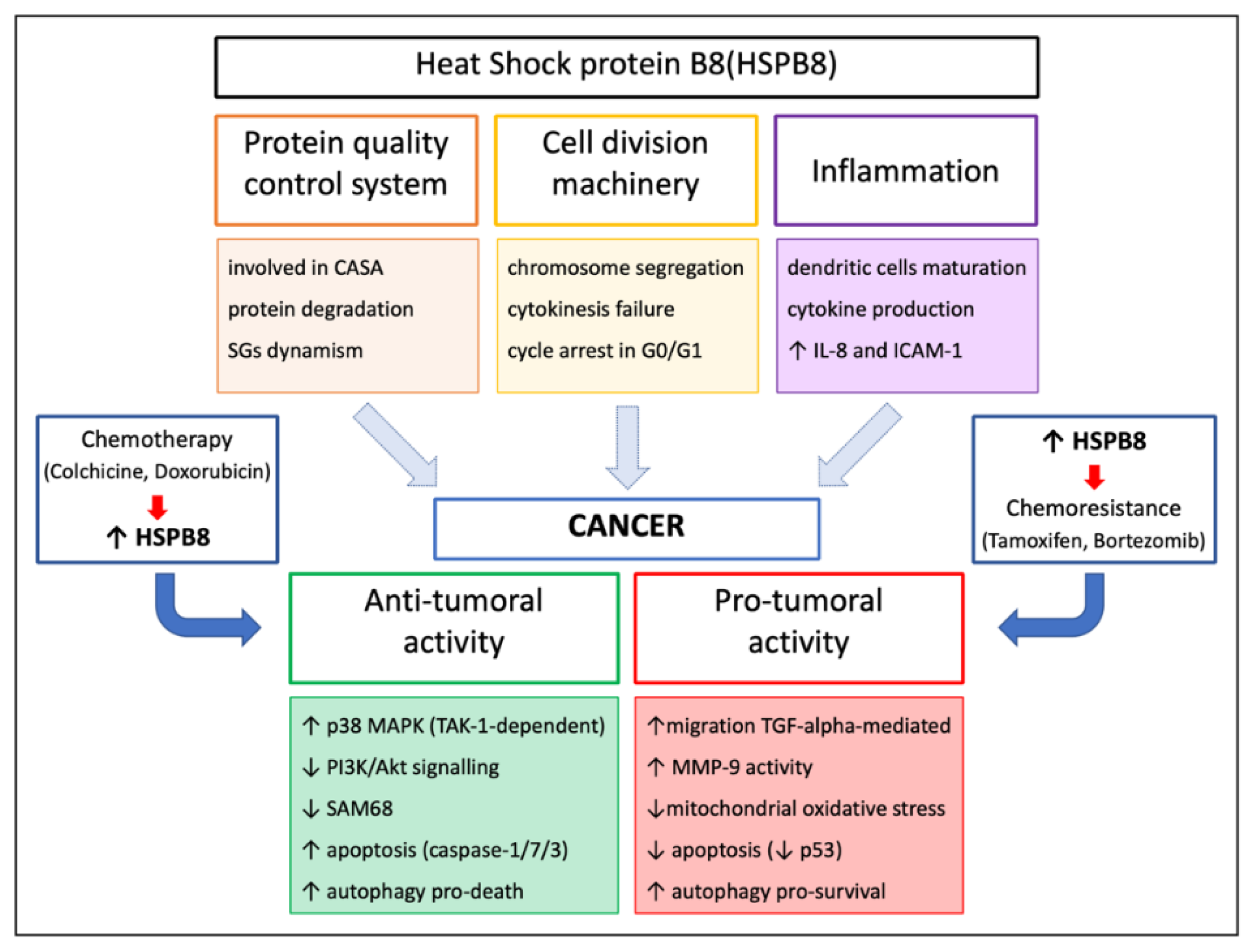 Cells 10 00335 g004 Cells 10 00335 g004