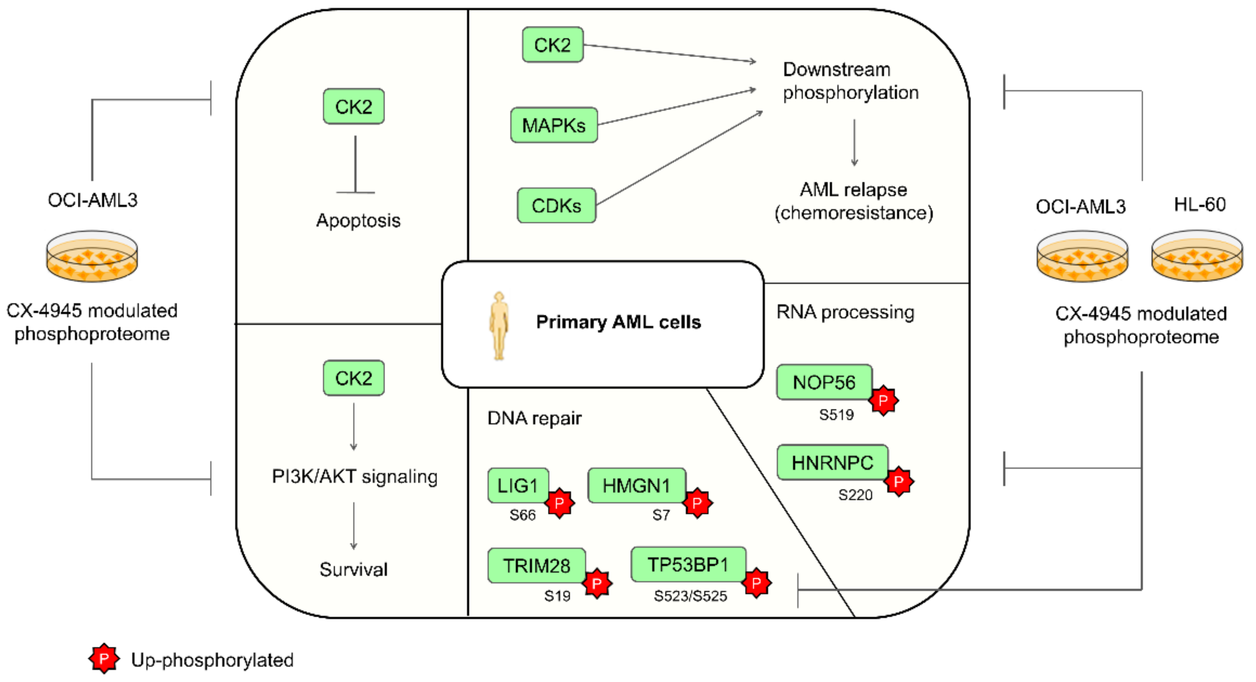 Cells 10 00338 g007 Cells 10 00338 g007