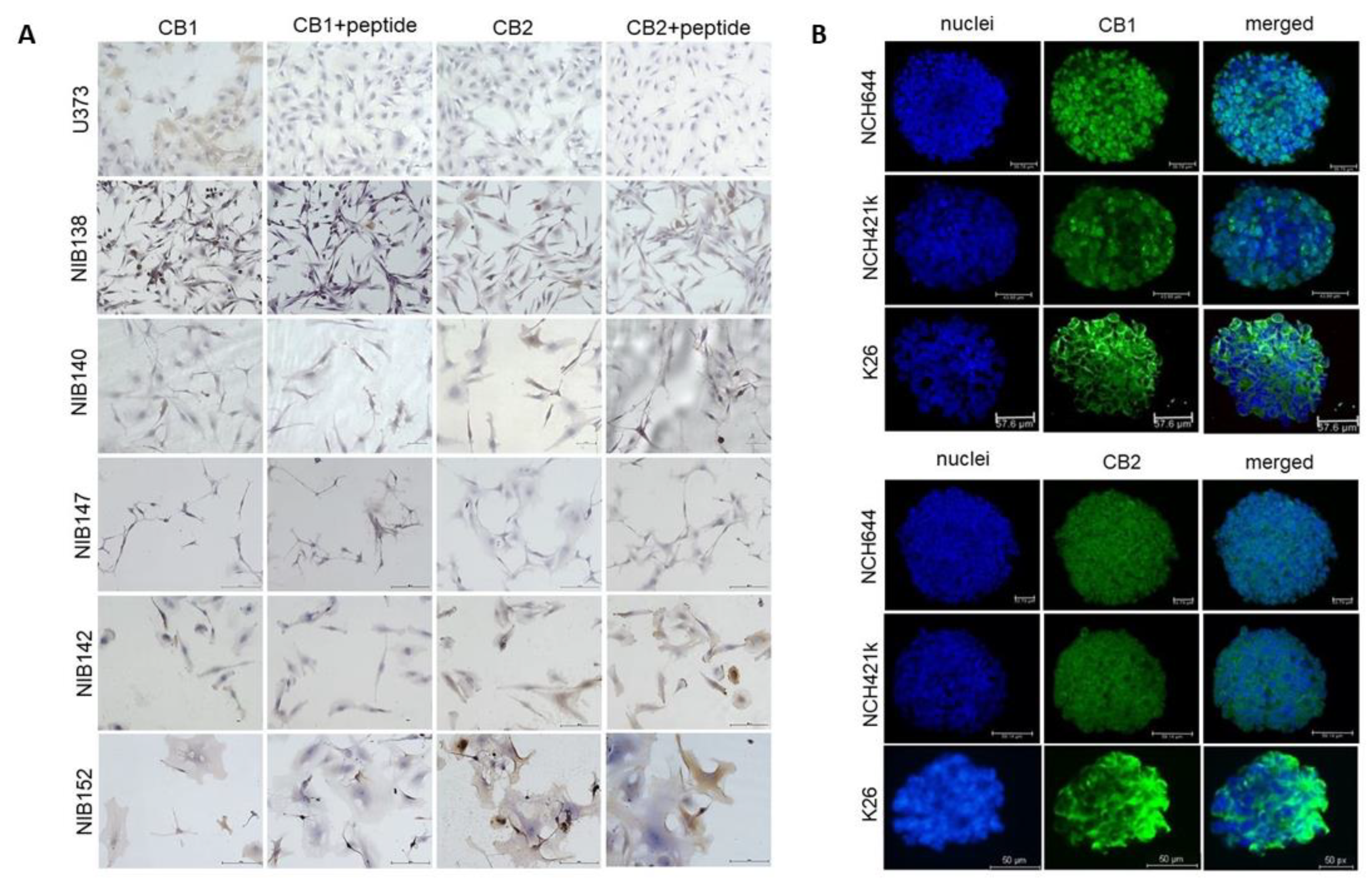 Cells 10 00340 g008