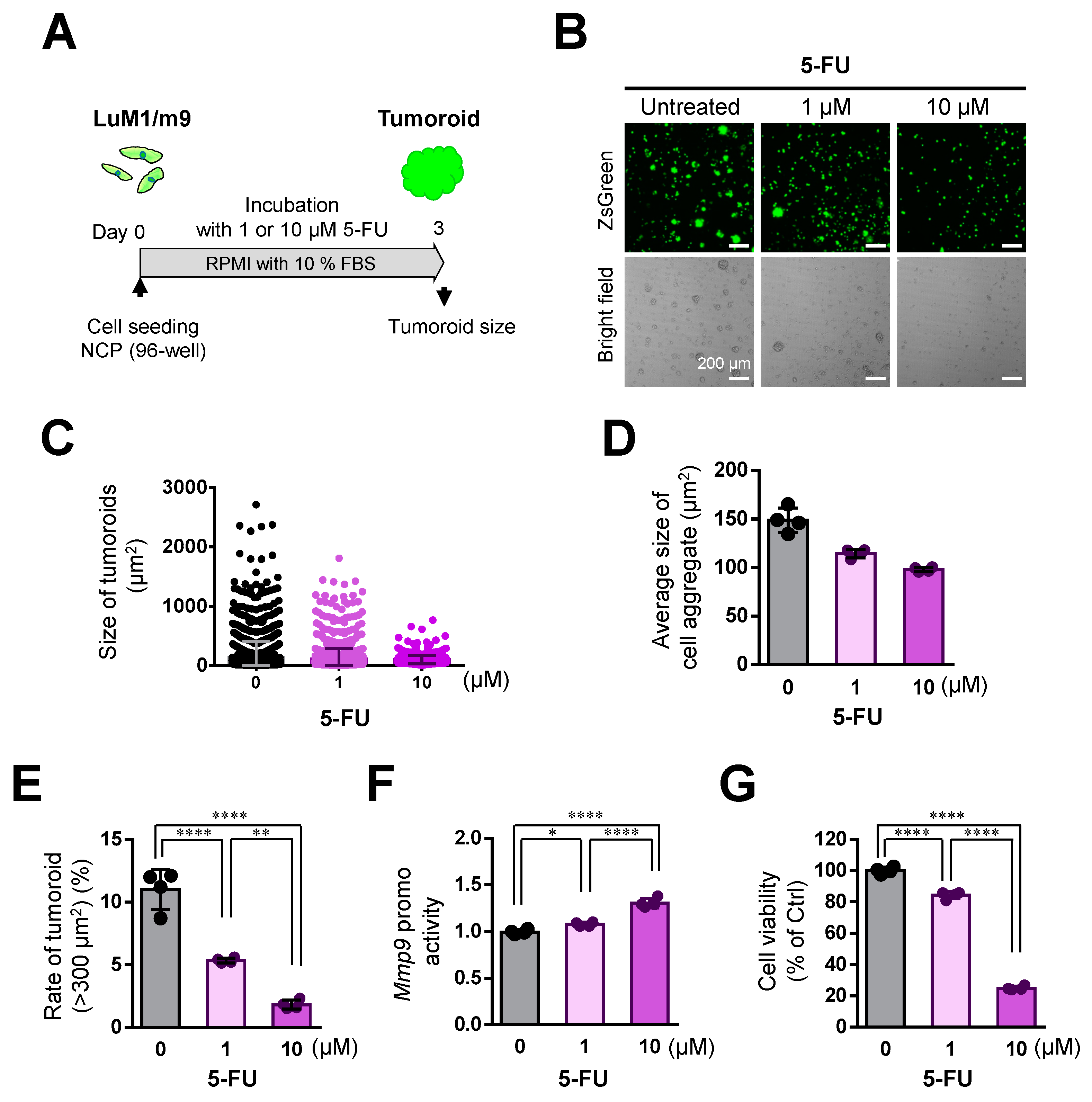 Cells 10 00344 g007 Cells 10 00344 g007