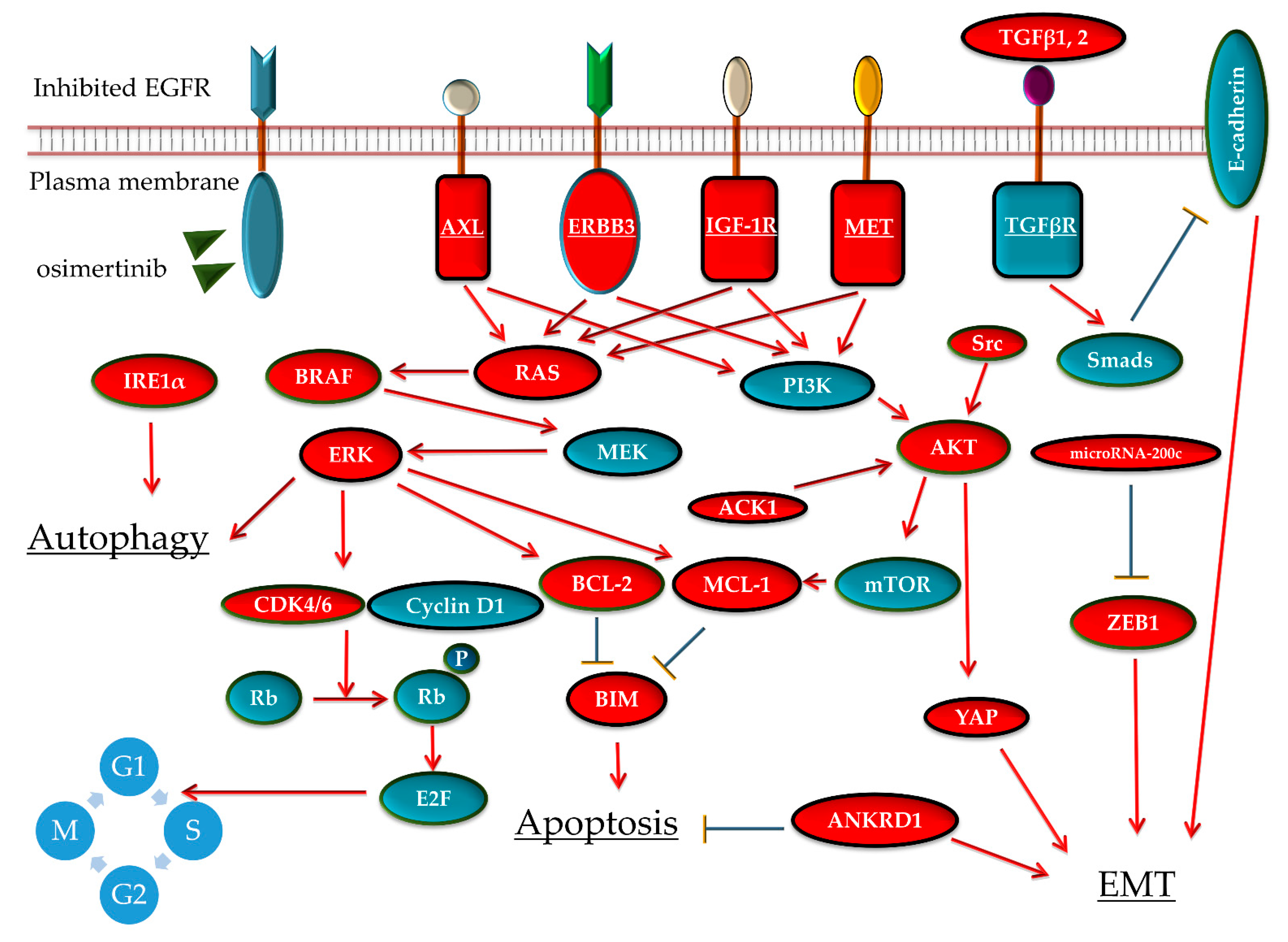 Cell Line Models for Acquired Resistance to First-Line