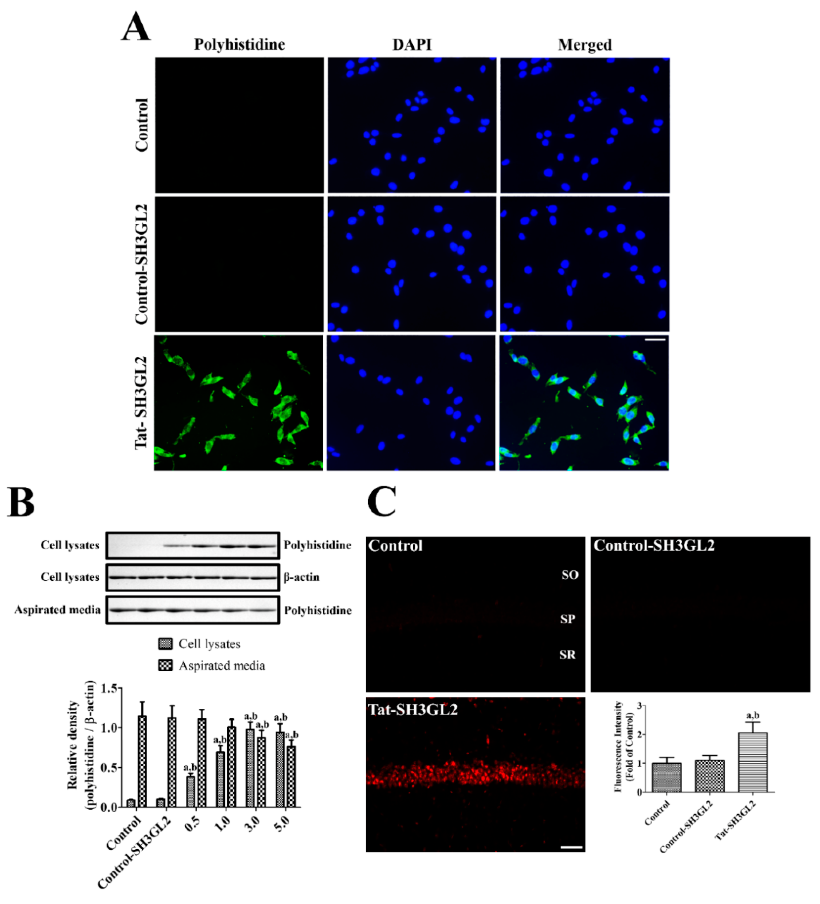 Cells 10 00357 g002 Cells 10 00357 g002