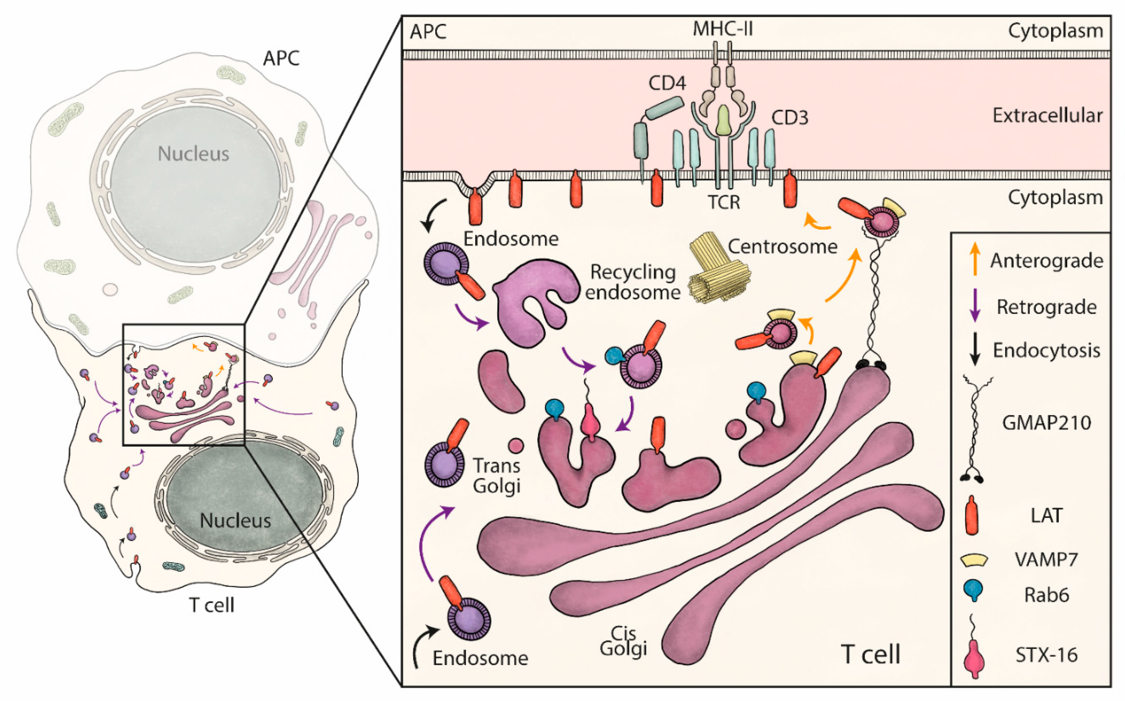 Cells 10 00359 g005 Cells 10 00359 g005