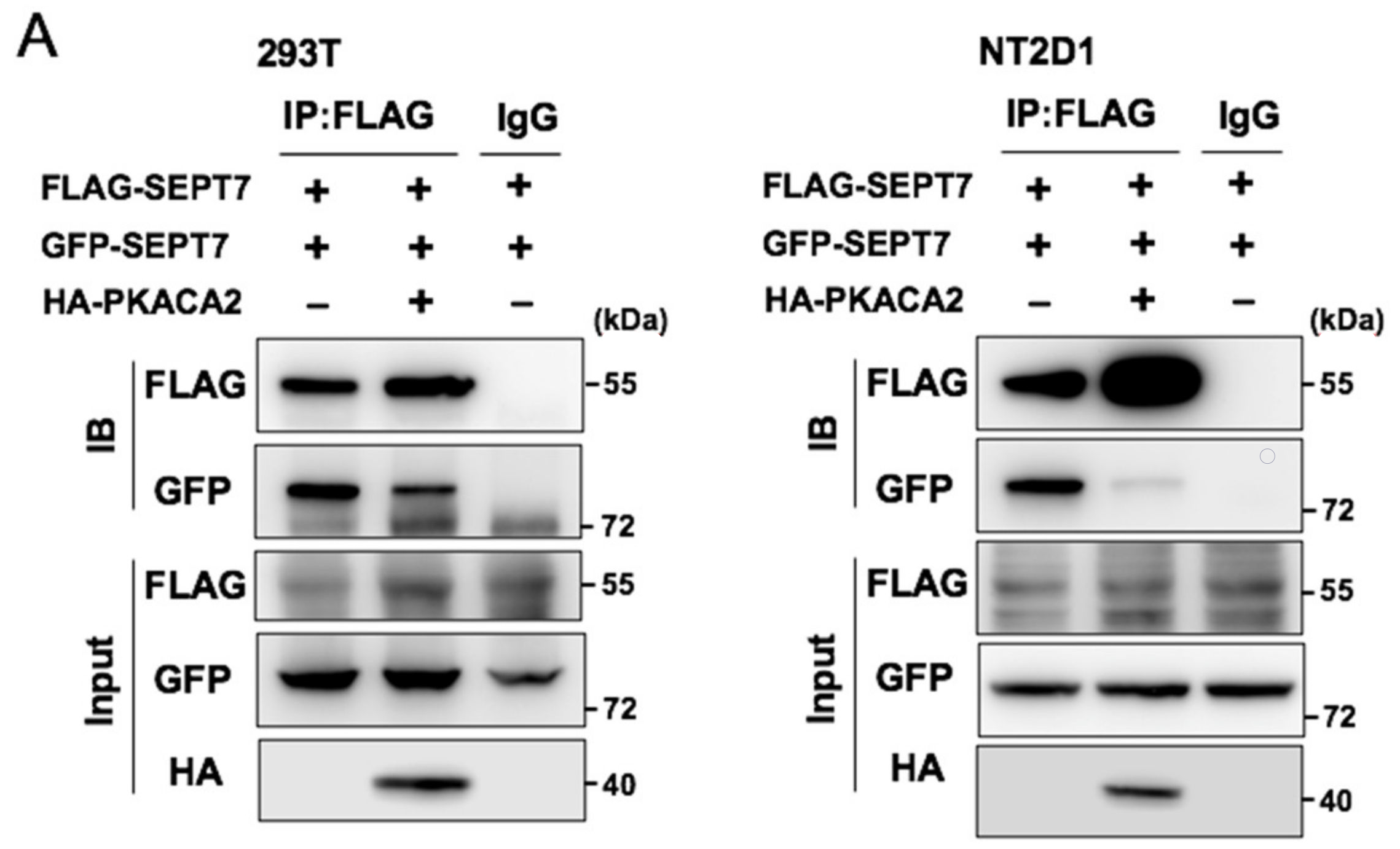 Cells 10 00361 g006a