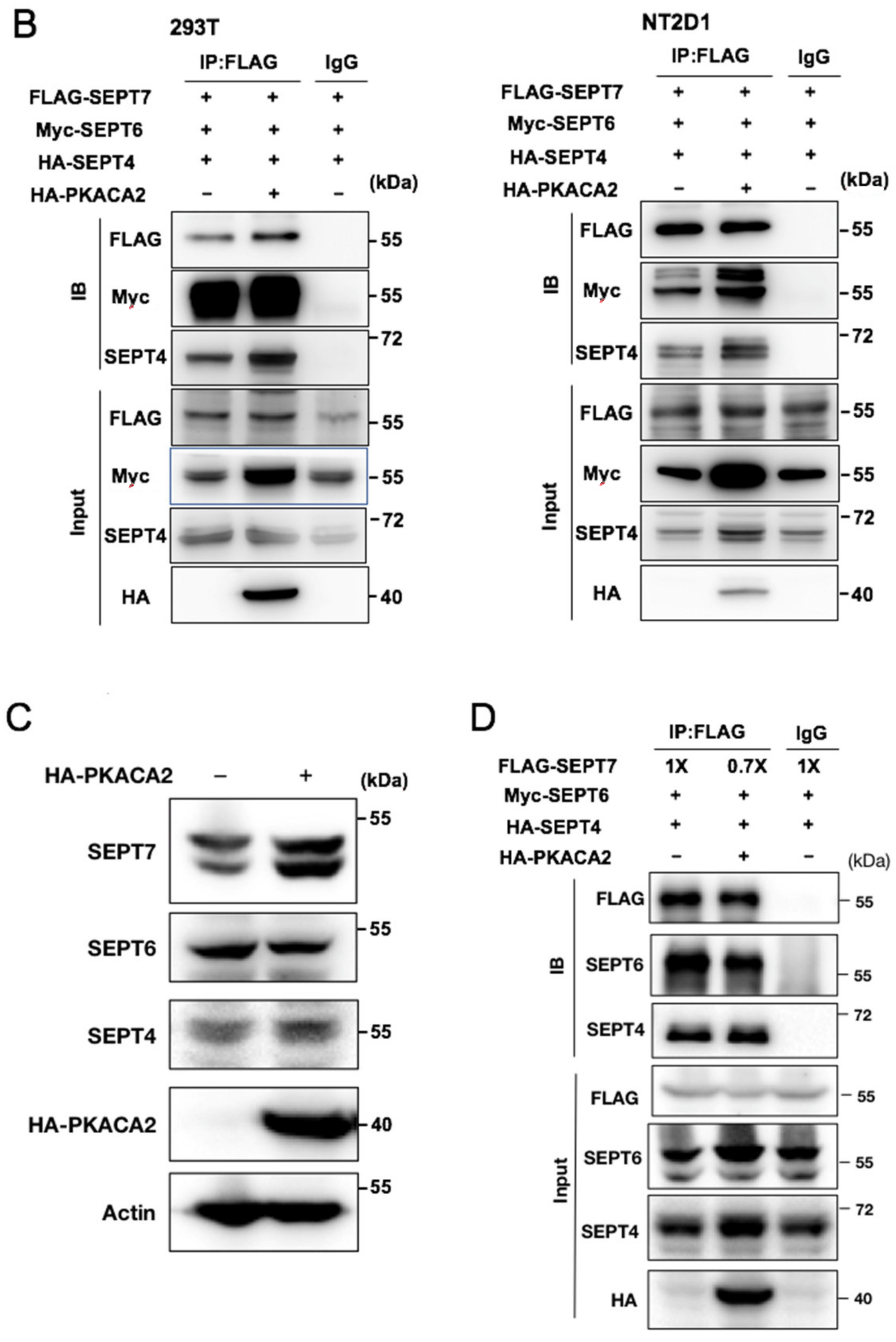Cells 10 00361 g006b