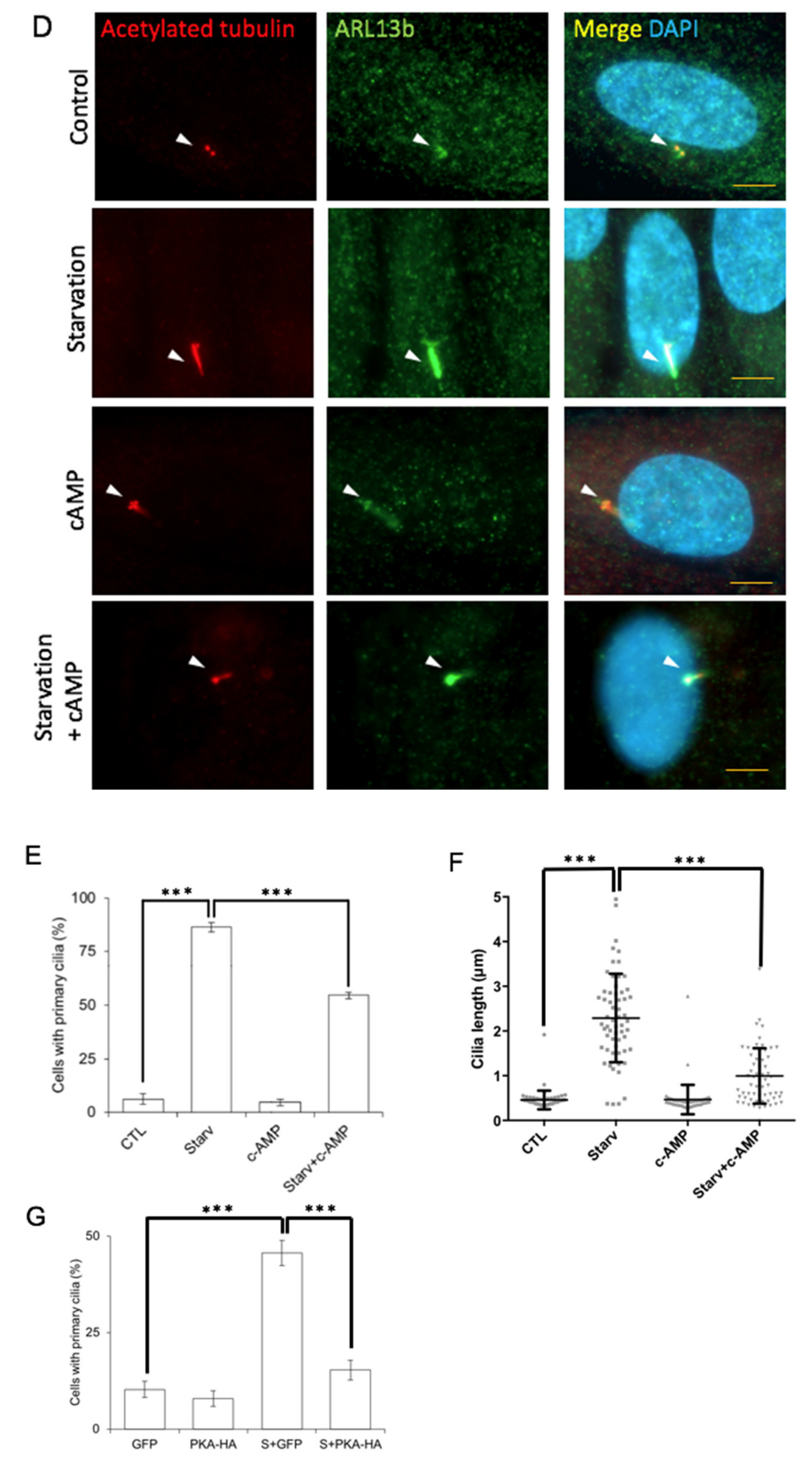 Cells 10 00361 g007b