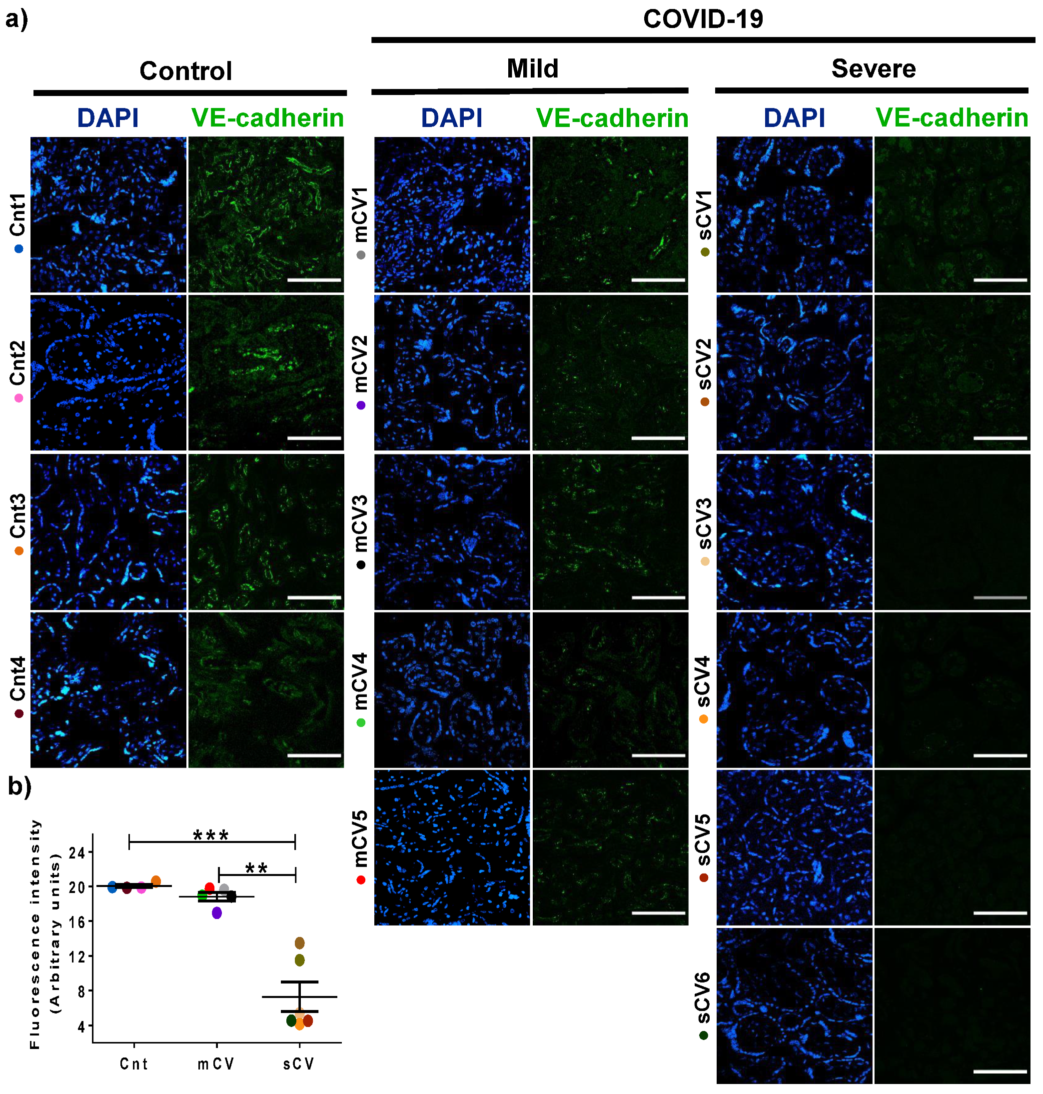 Cells 10 00364 g006 Cells 10 00364 g006