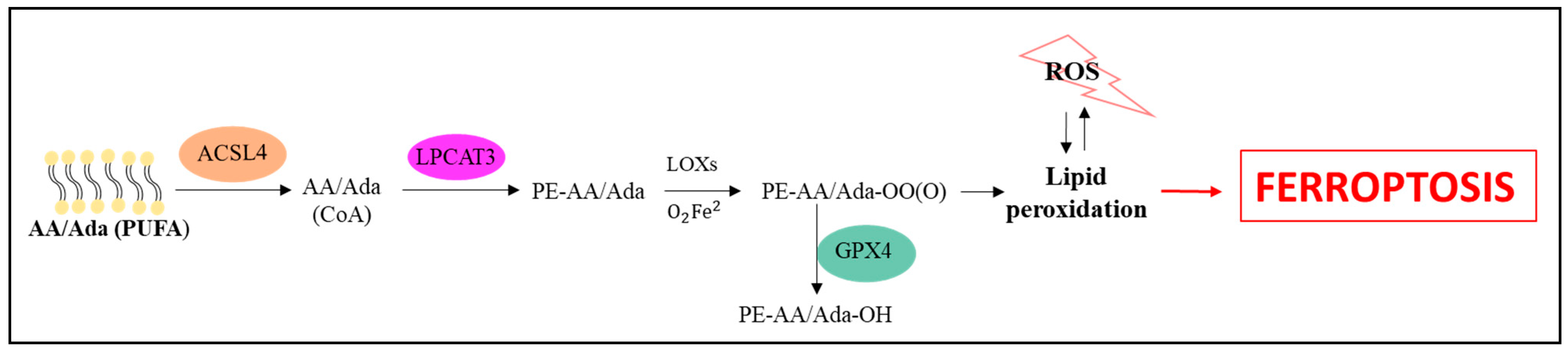 Cells 10 00365 g004 Cells 10 00365 g004