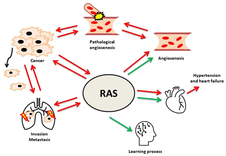 Cells 10 00381 g001 Cells 10 00381 g001
