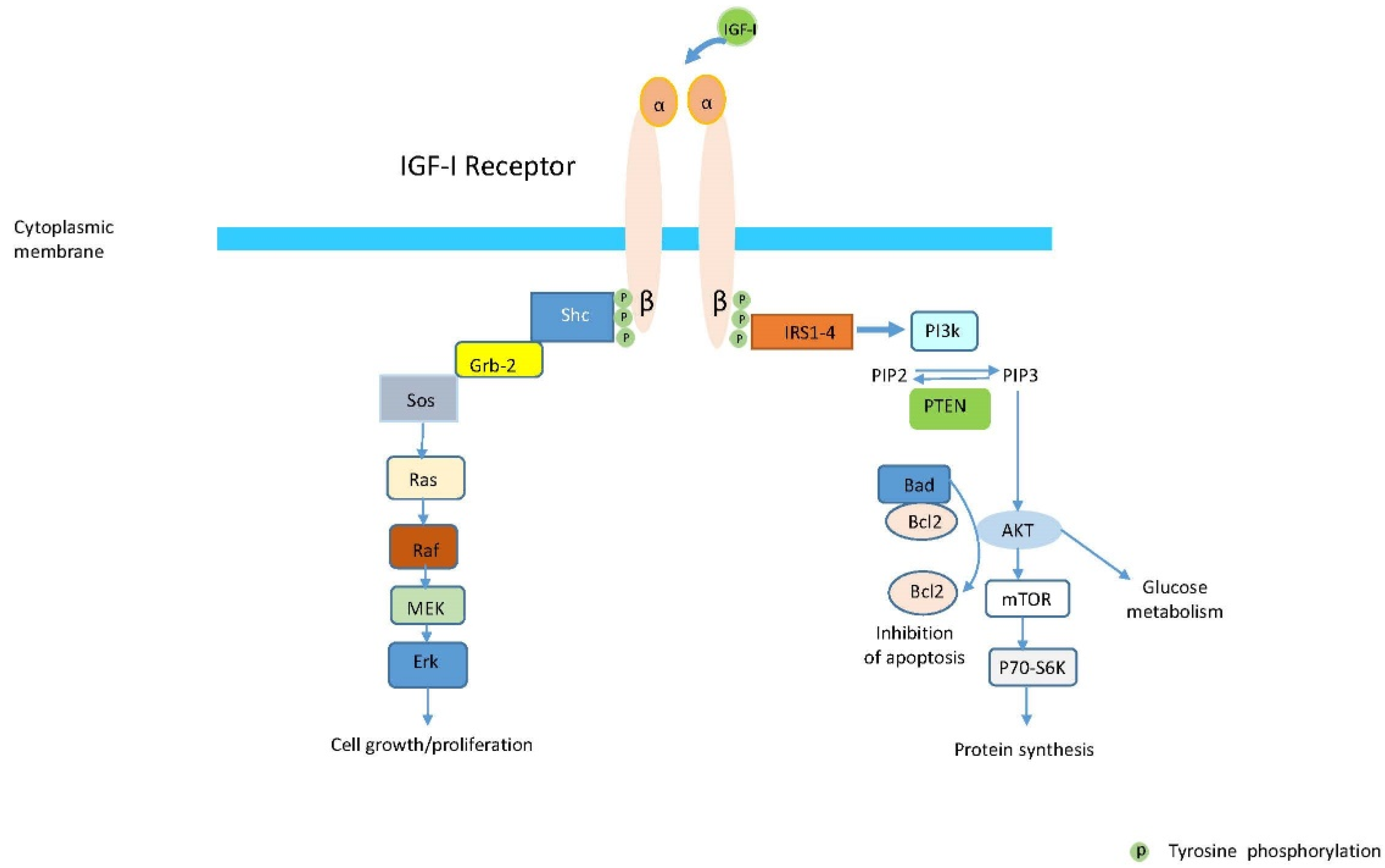 Cells 10 00383 g001 Cells 10 00383 g001