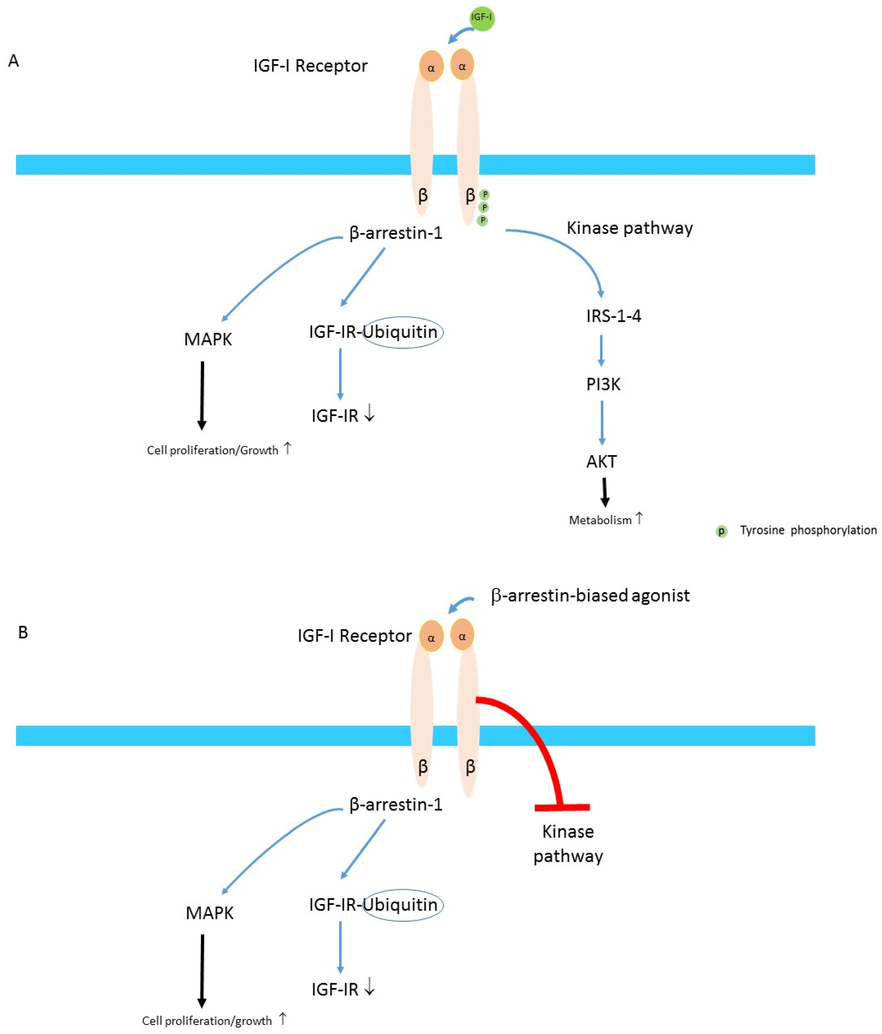 Cells 10 00383 g002 Cells 10 00383 g002