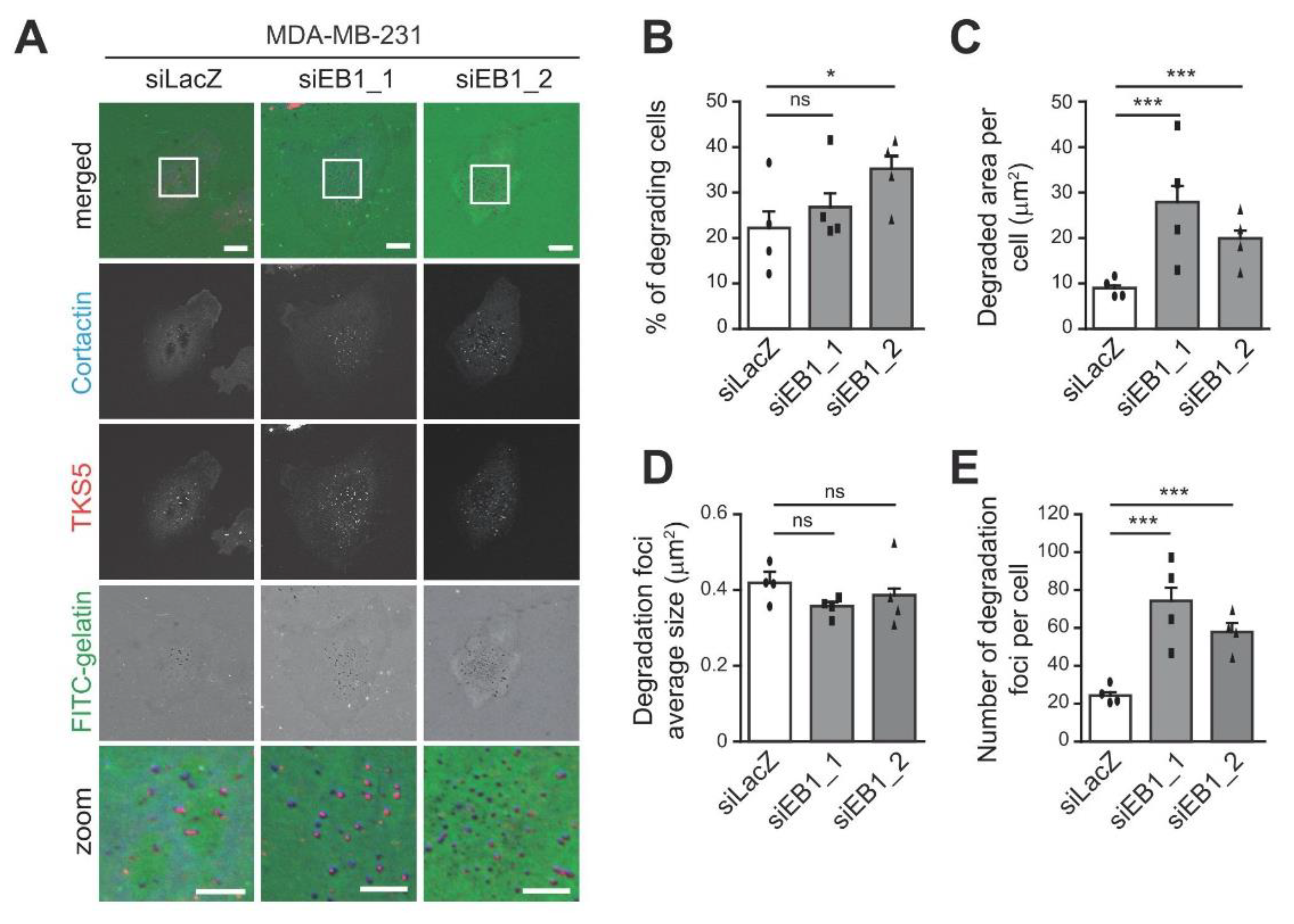 Cells 10 00388 g001 Cells 10 00388 g001