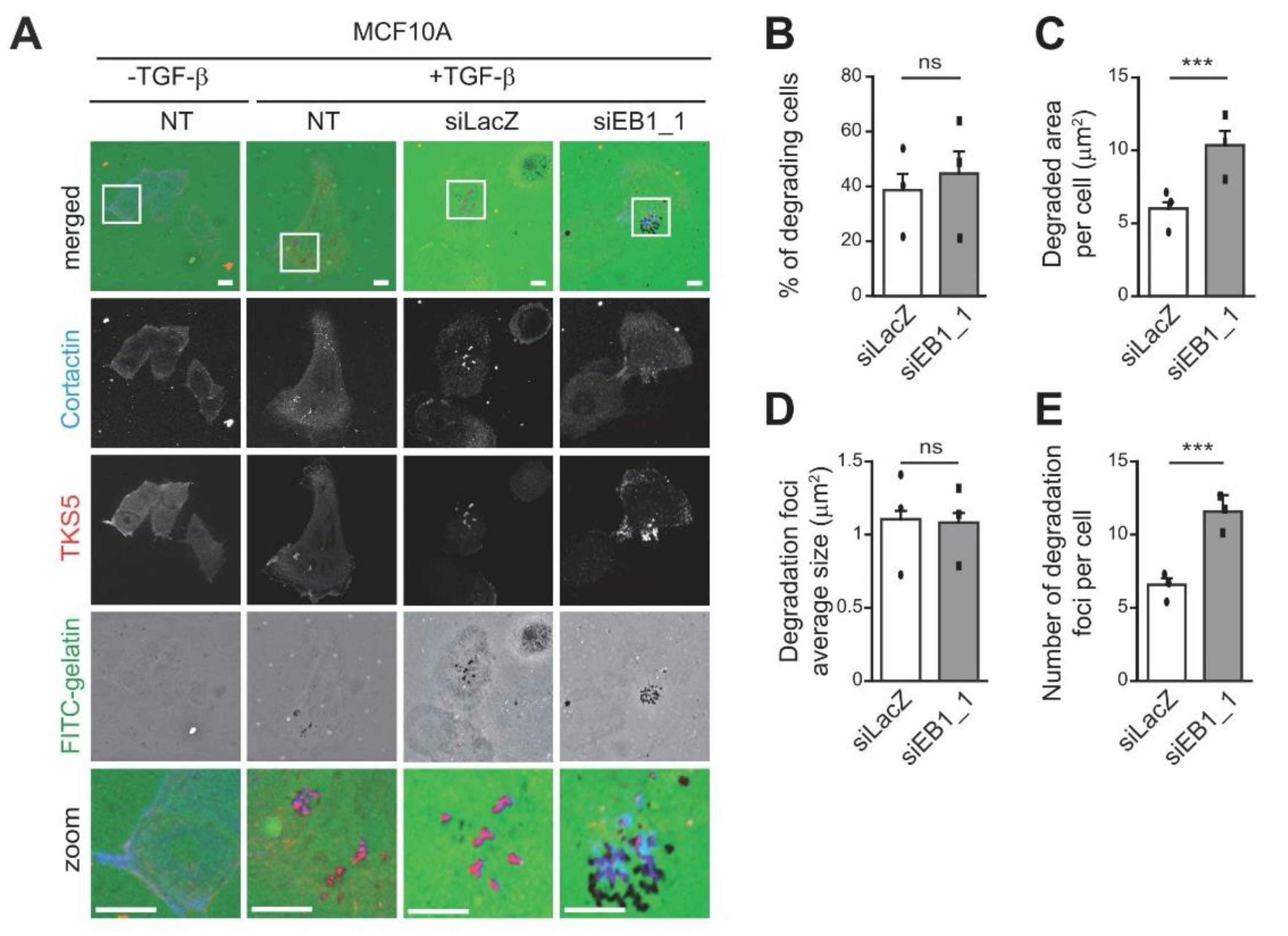Cells 10 00388 g002 Cells 10 00388 g002