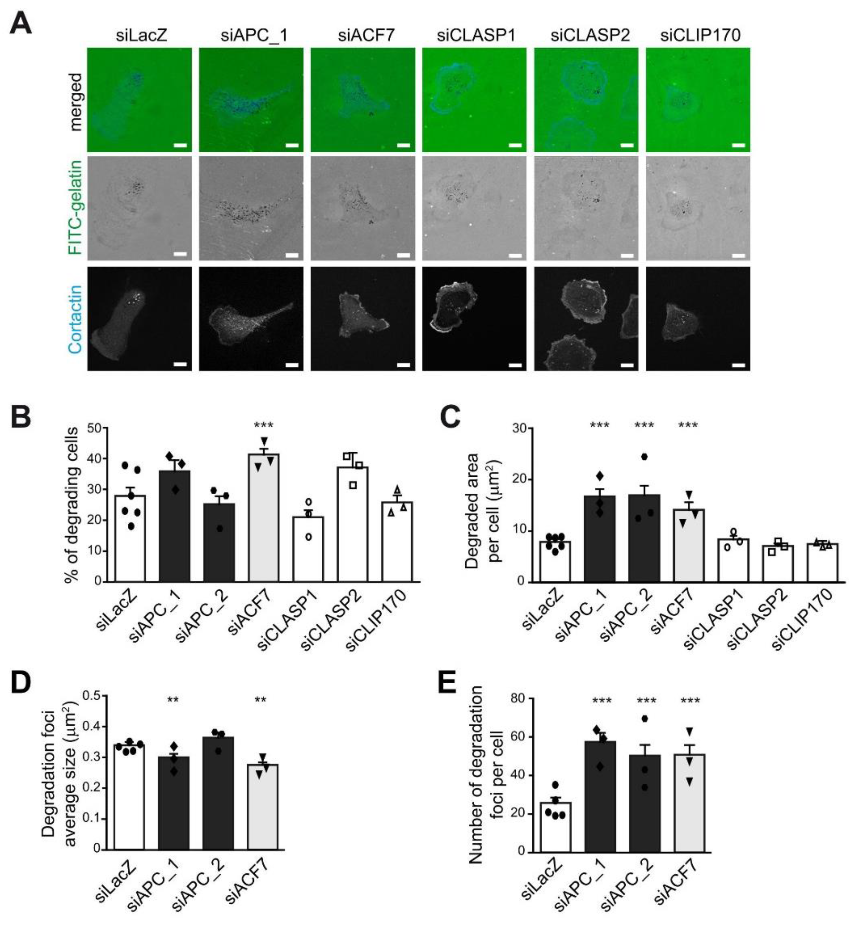 Cells 10 00388 g003 Cells 10 00388 g003