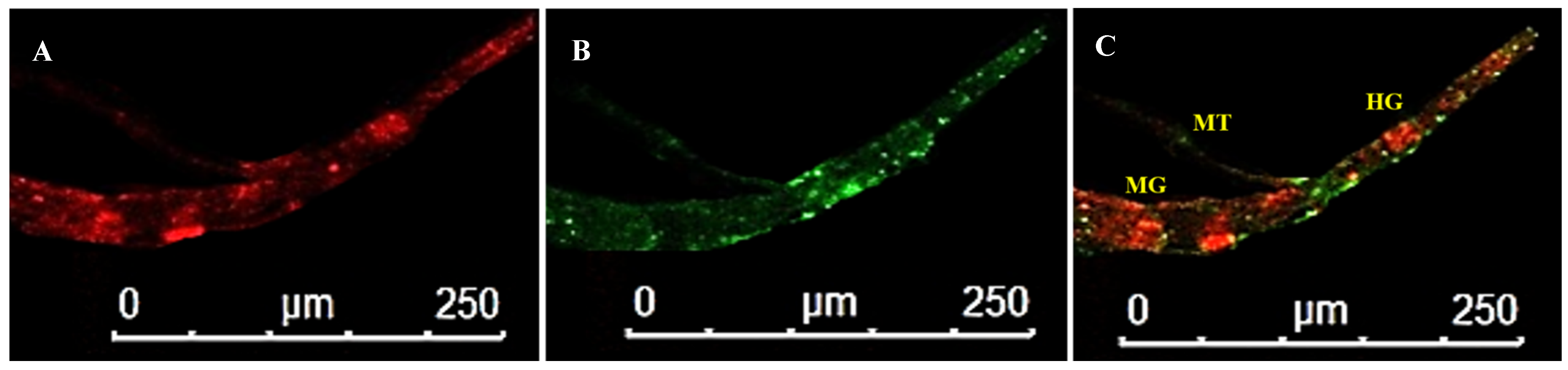 Cells 10 00392 g008 Cells 10 00392 g008