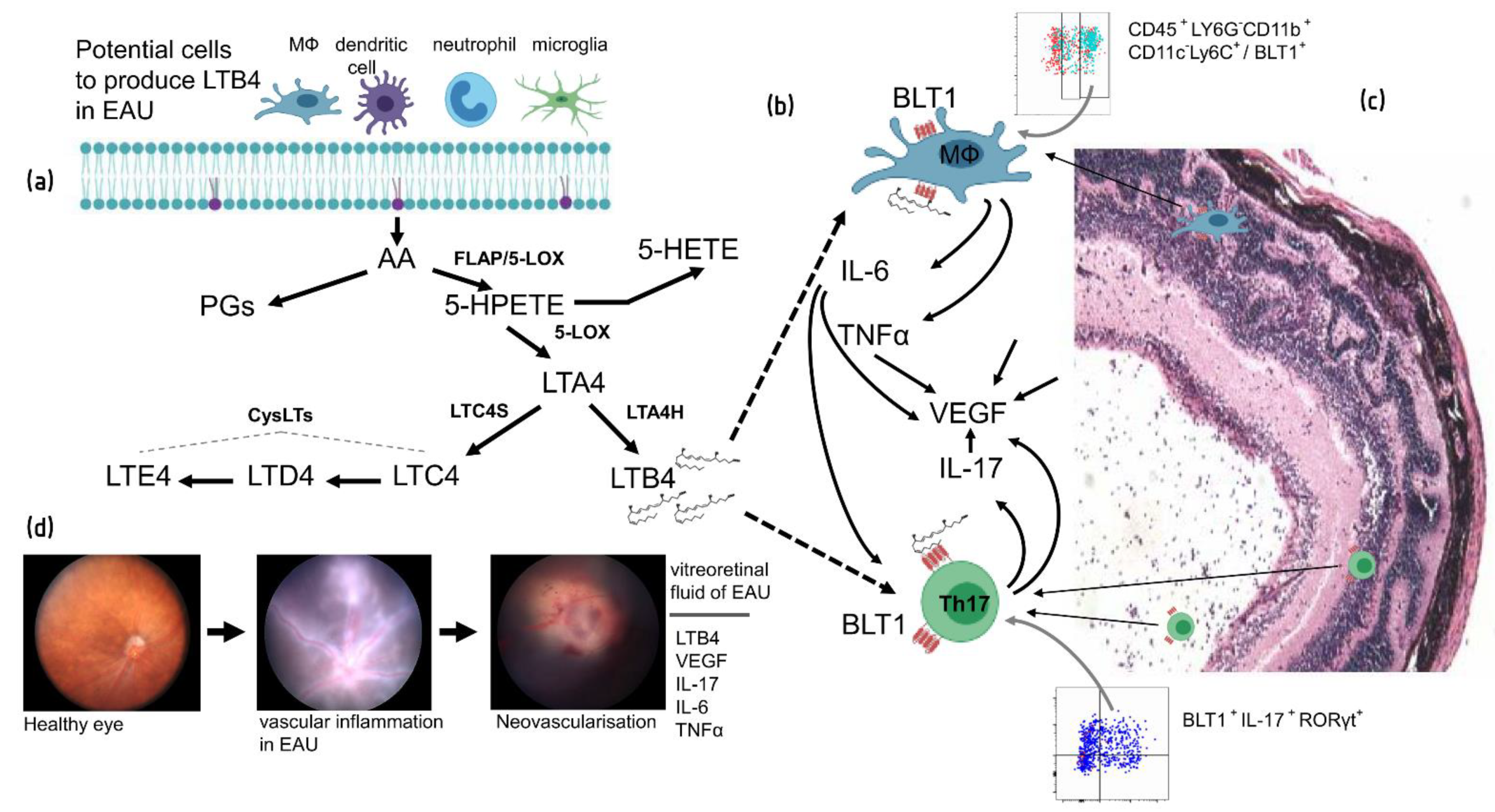Cells 10 00396 g002 Cells 10 00396 g002