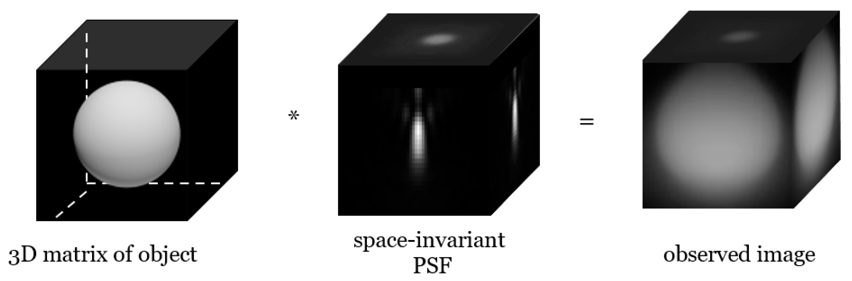 Cells 10 00397 g002 Cells 10 00397 g002