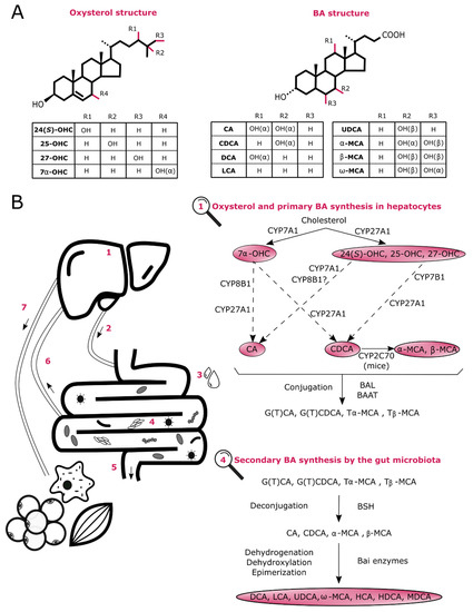 The Liver under the Spotlight: Bile Acids and Oxysterols as