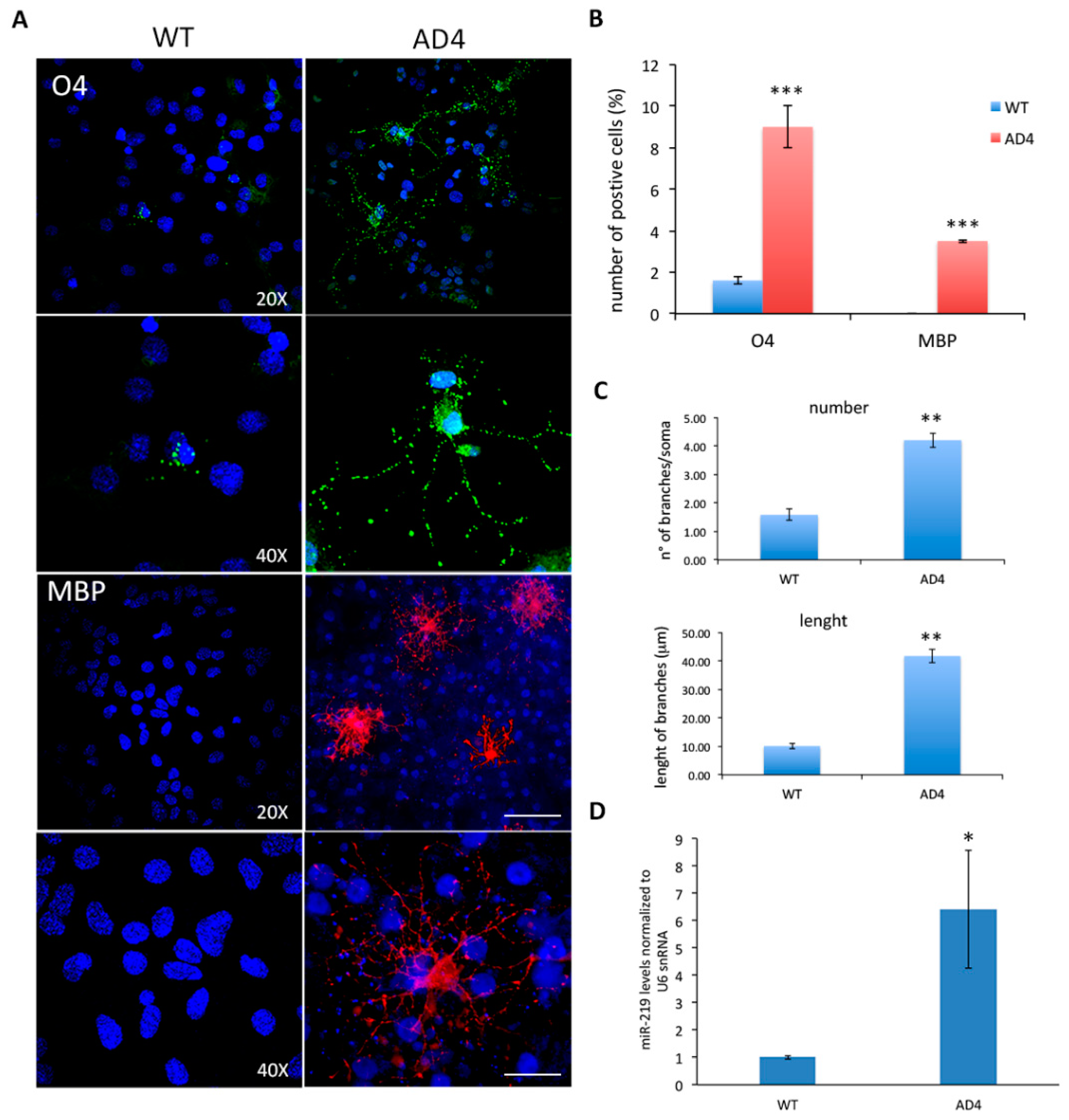 Cells 10 00405 g004 Cells 10 00405 g004