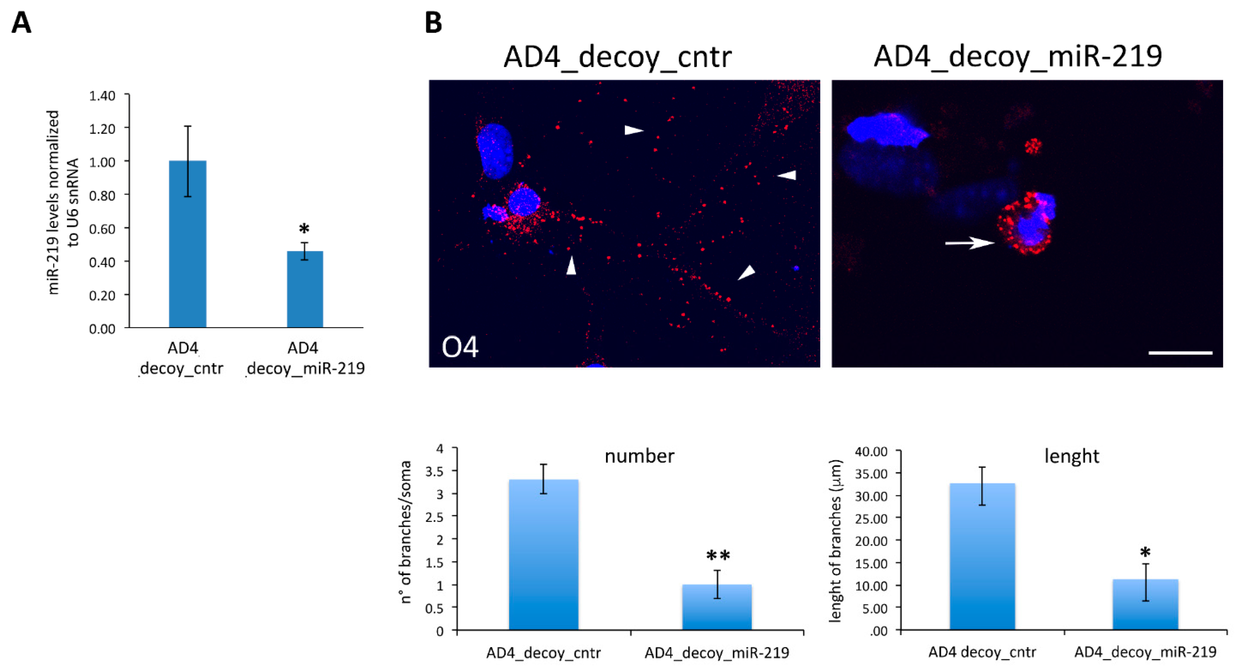 Cells 10 00405 g005 Cells 10 00405 g005