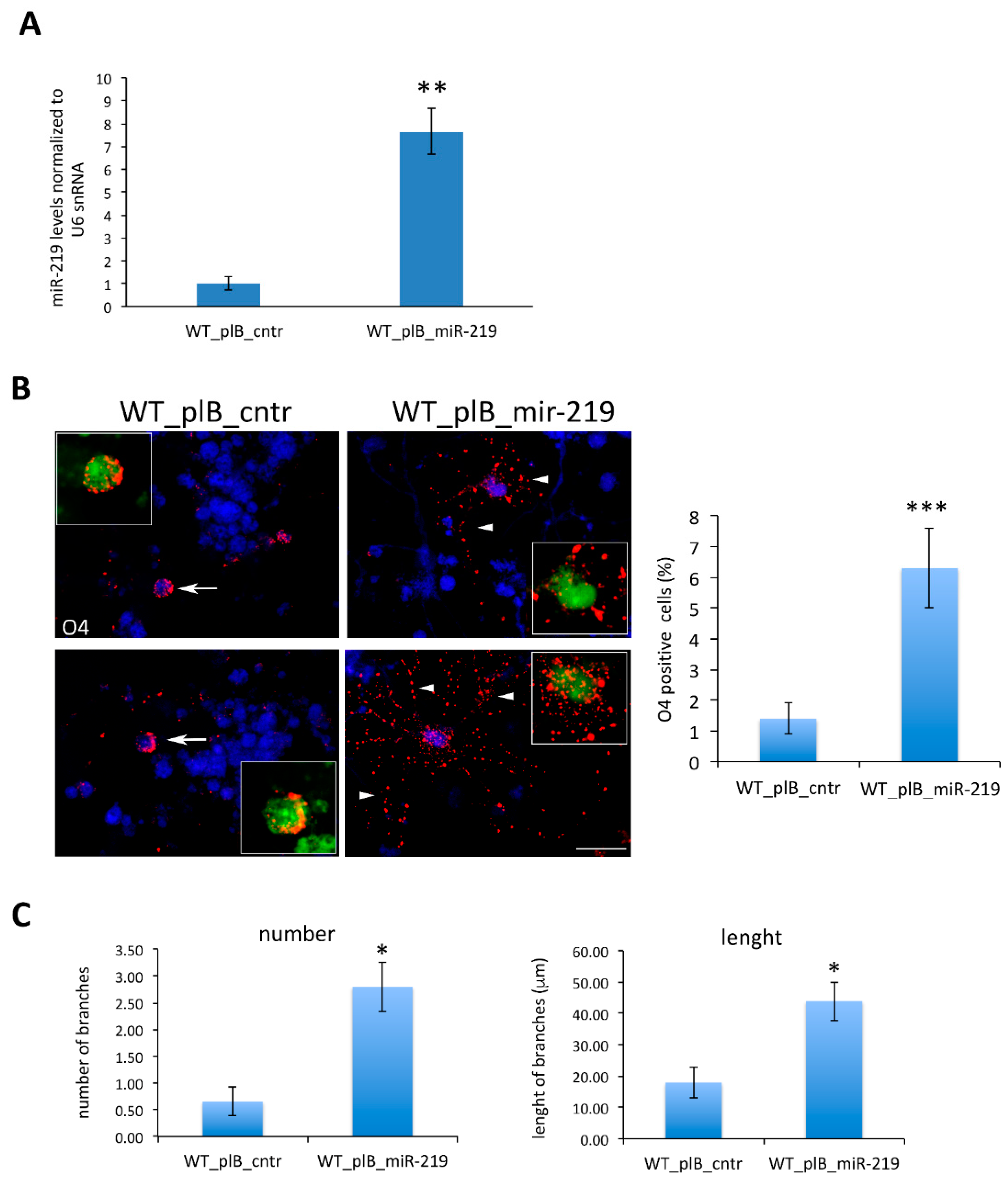 Cells 10 00405 g006 Cells 10 00405 g006
