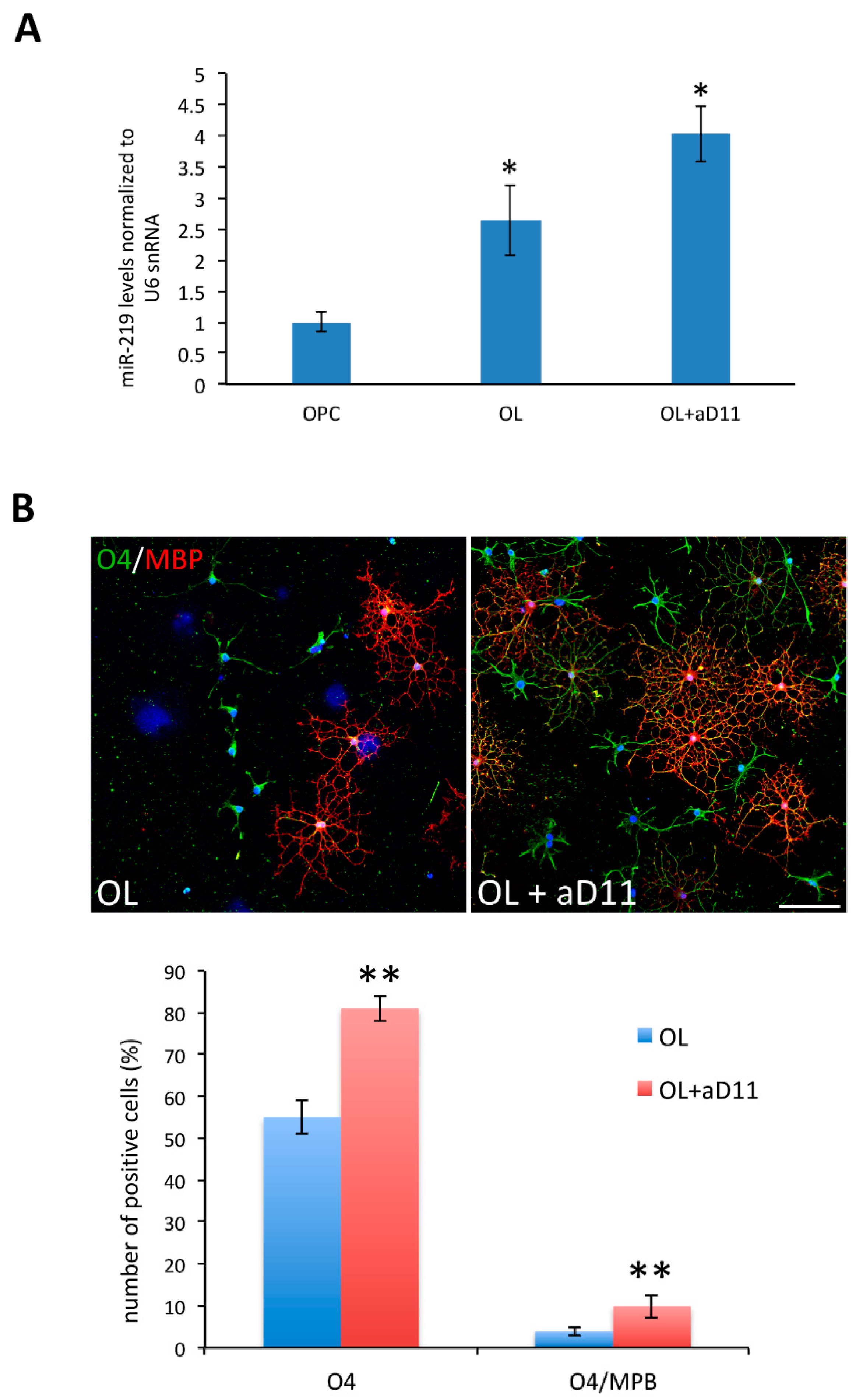 Cells 10 00405 g008 Cells 10 00405 g008