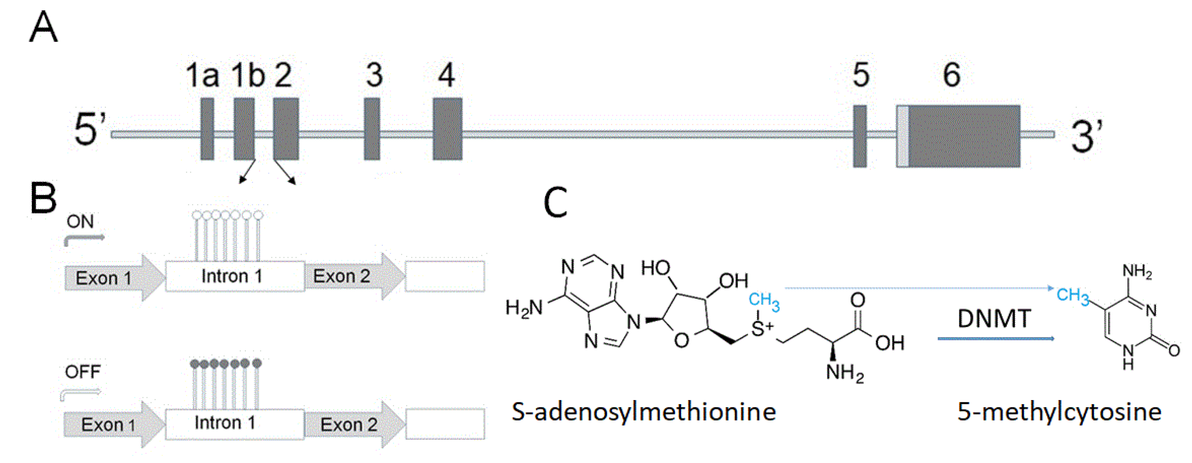 Cells 10 00407 g001 Cells 10 00407 g001