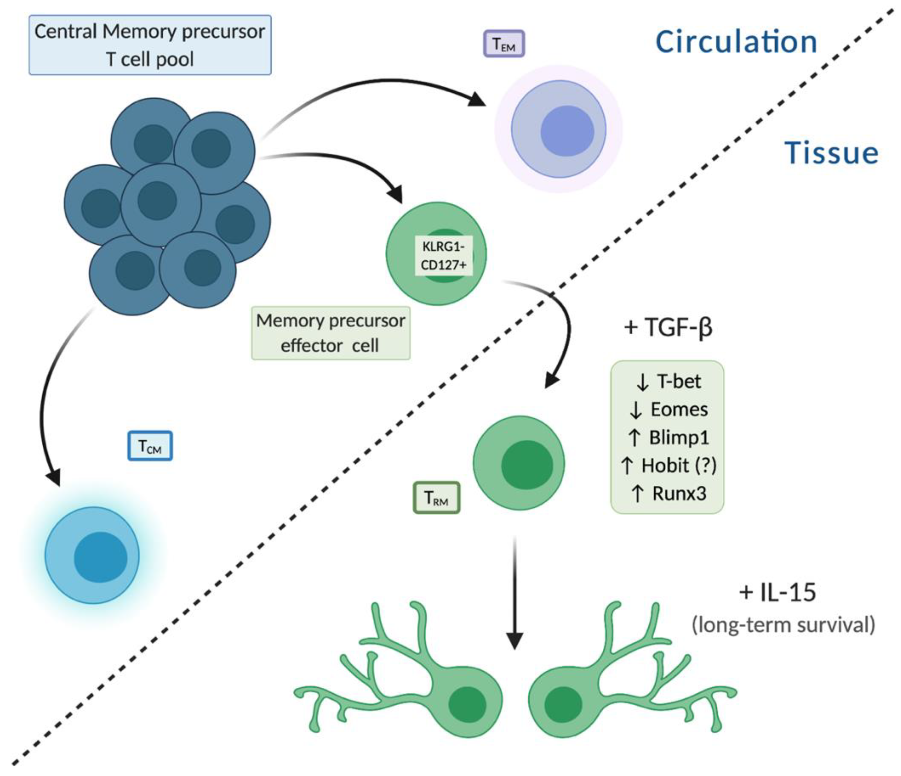 Memory t cells cartoon