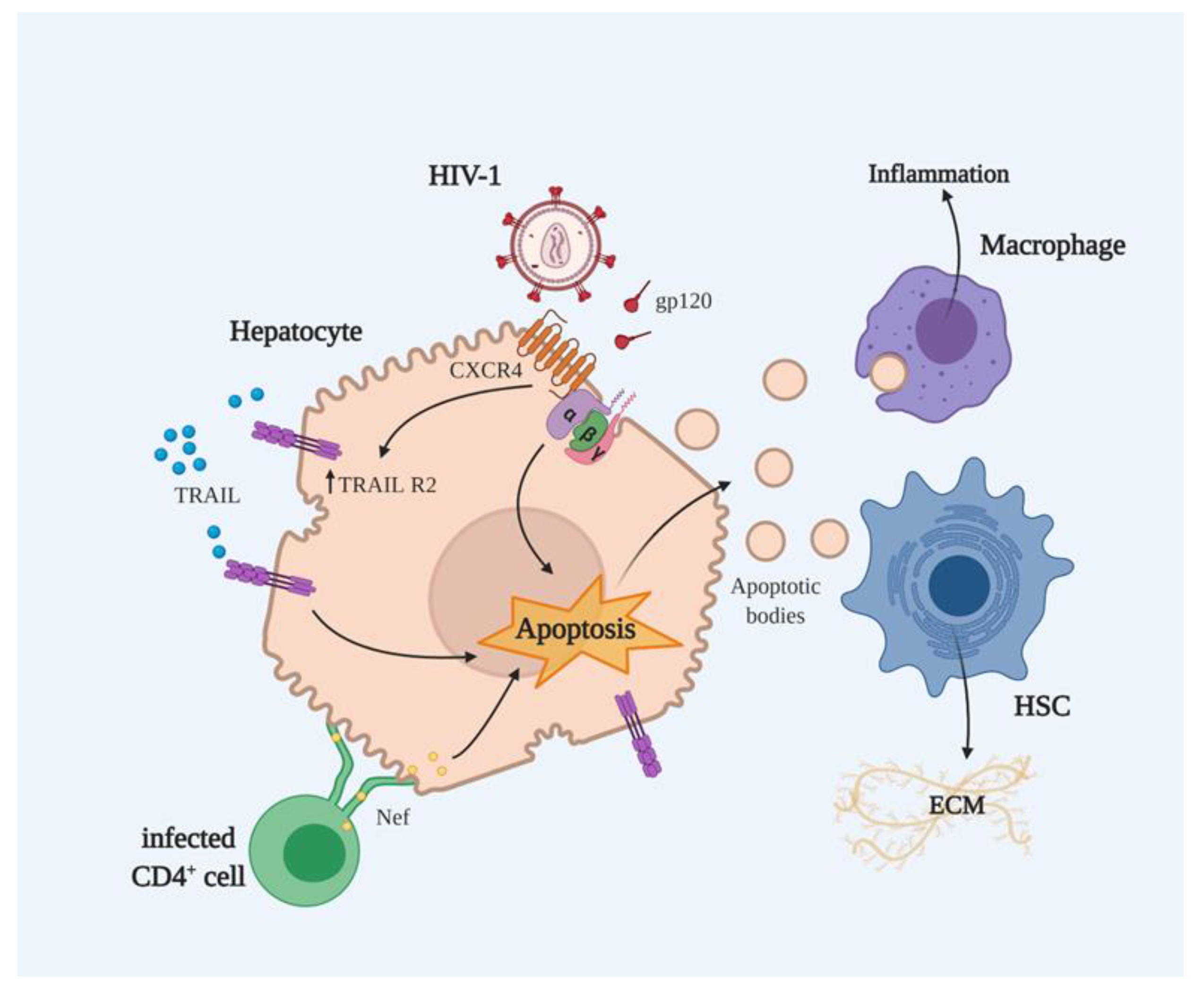 Cells Free FullText Apoptosis of Hepatocytes Relevance for HIV