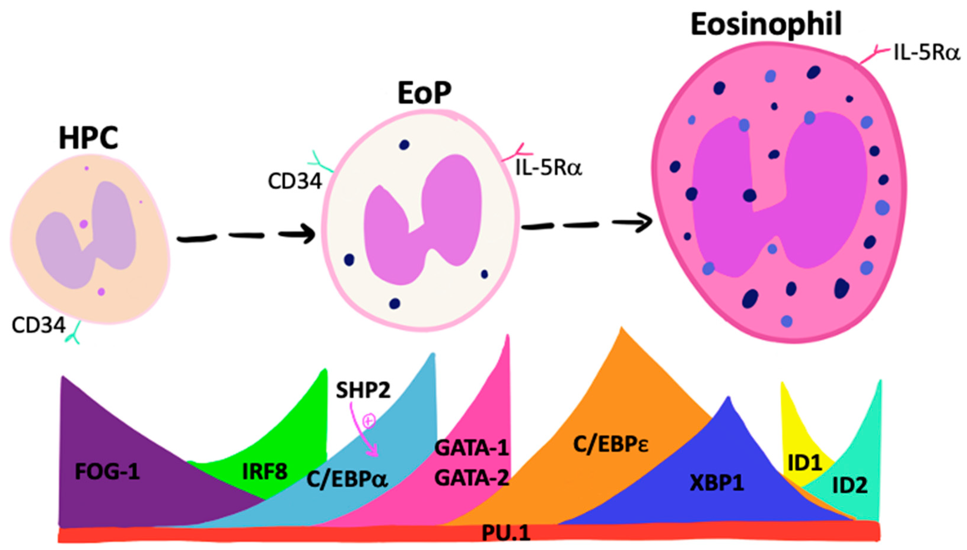 Cells 10 00412 g001 Cells 10 00412 g001