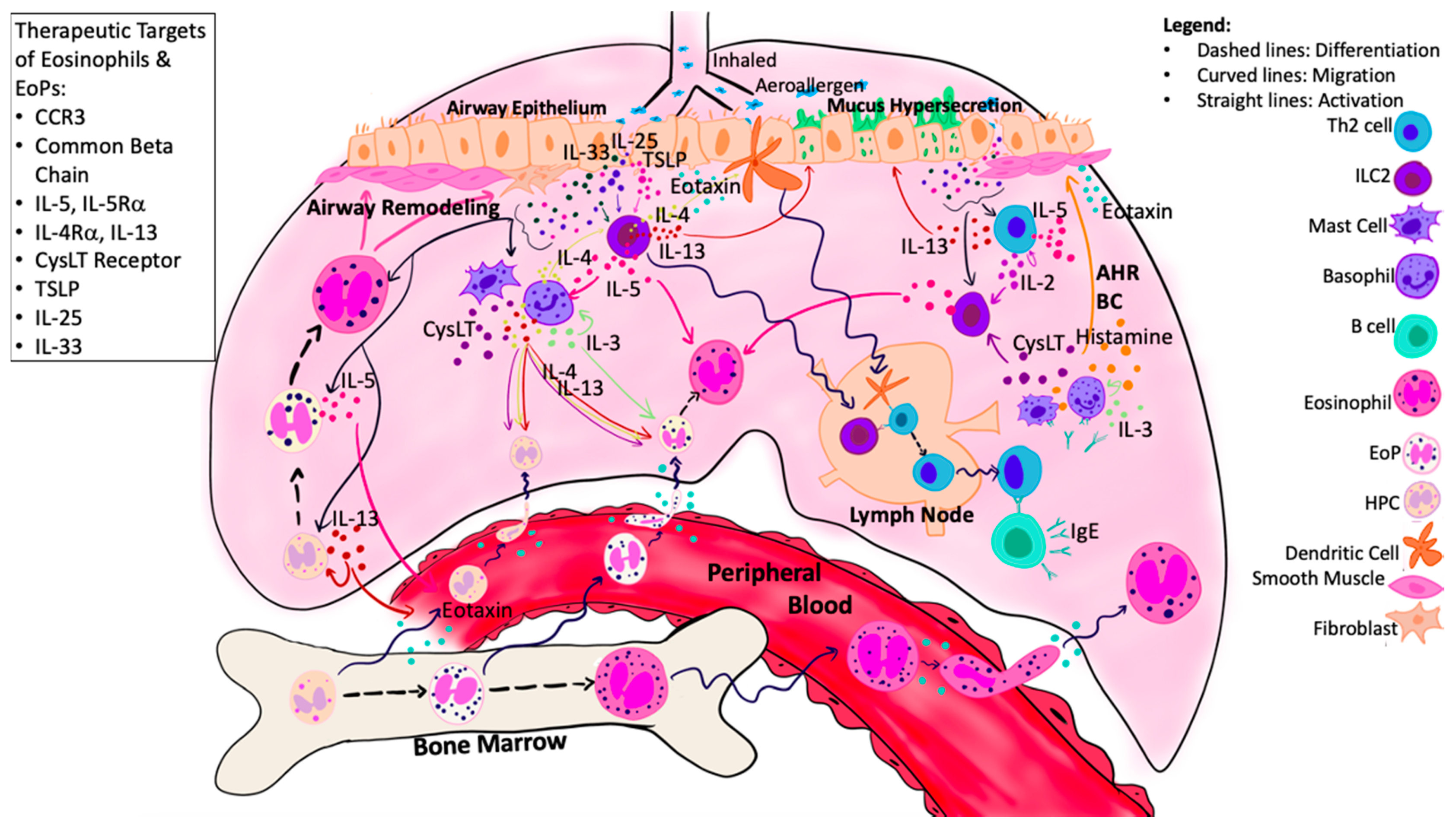 Cells 10 00412 g002 Cells 10 00412 g002