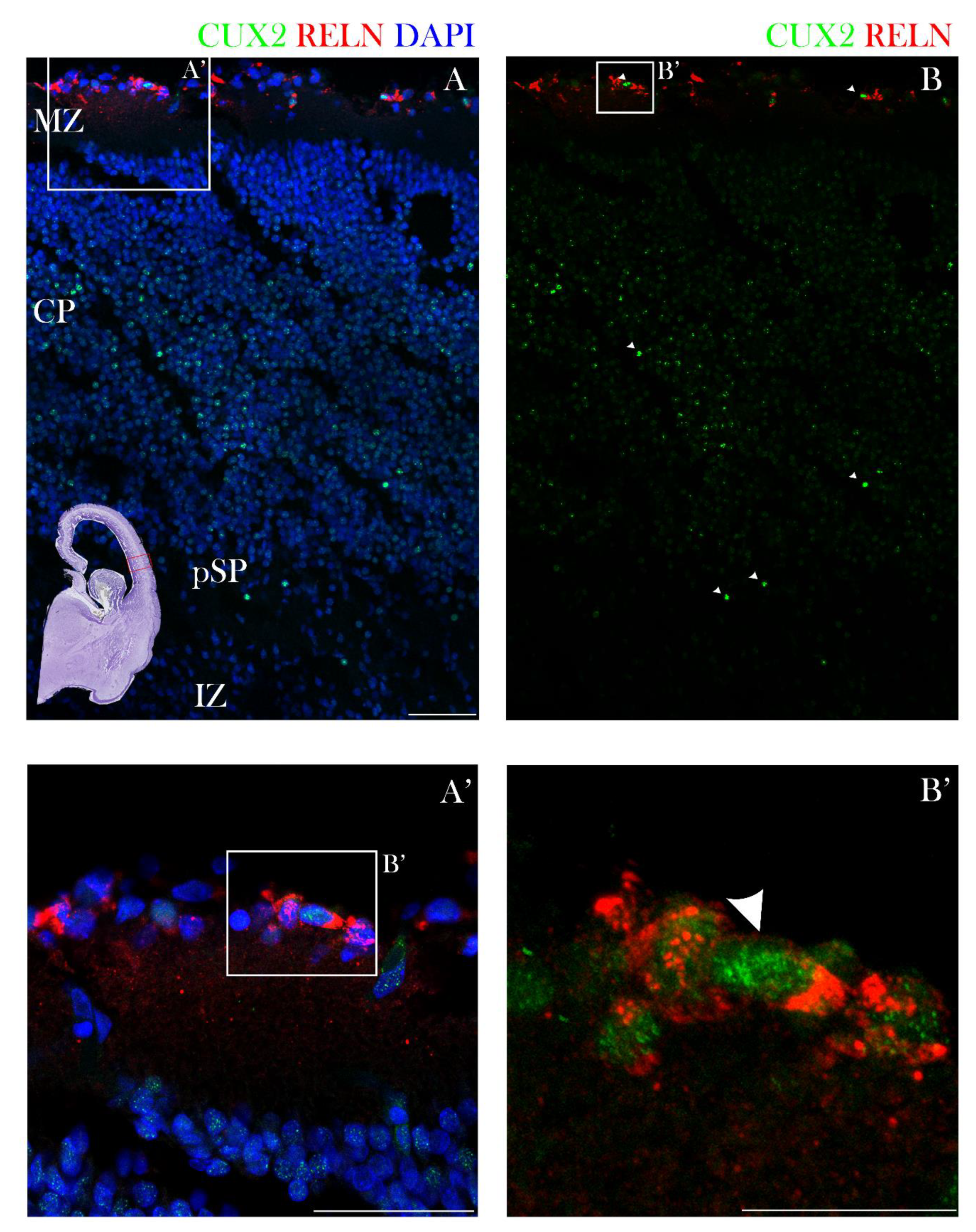 Cells 10 00415 g002 Cells 10 00415 g002
