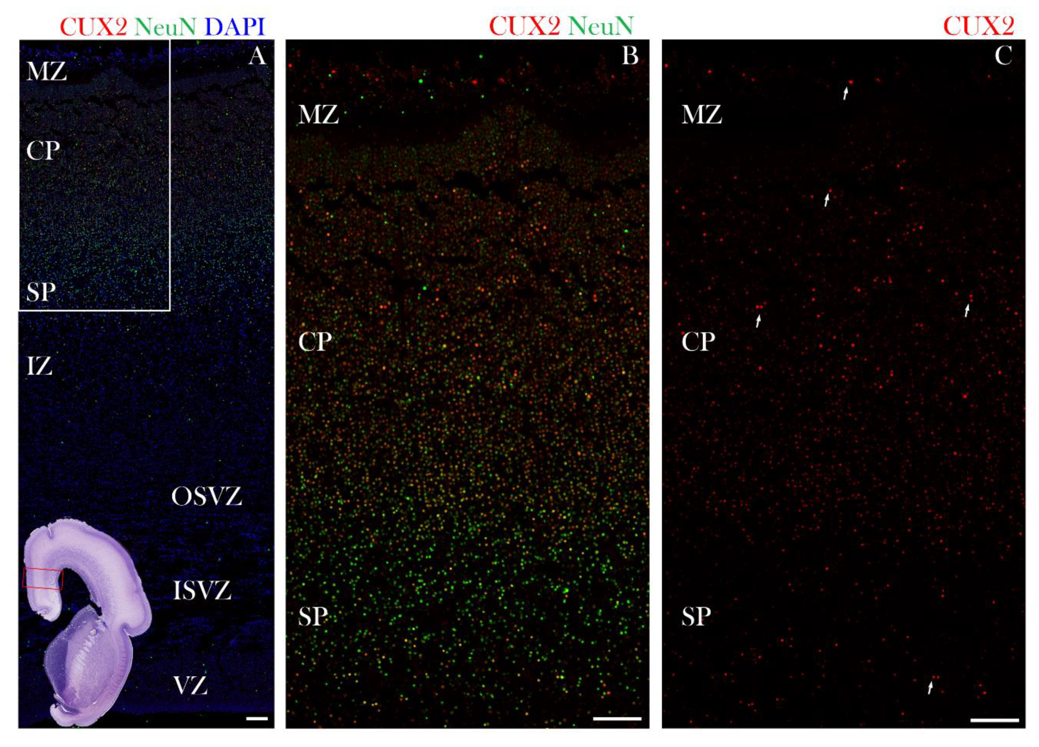 Cells 10 00415 g004 Cells 10 00415 g004