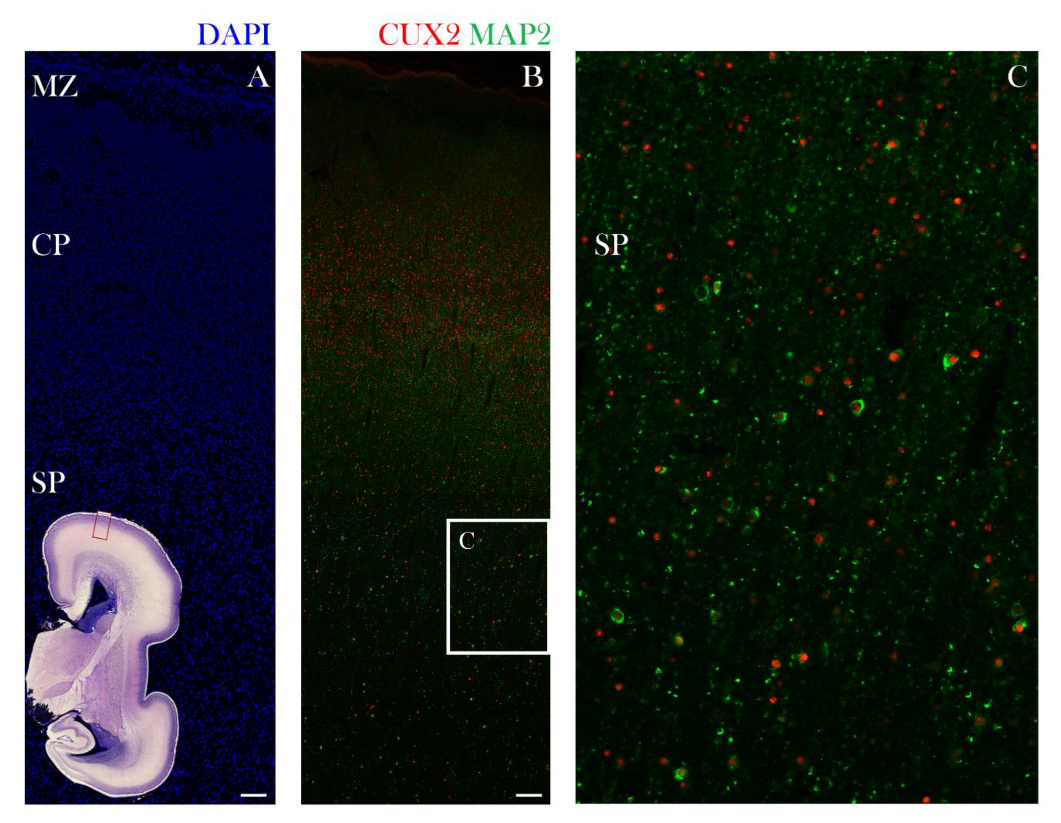 Cells 10 00415 g005 Cells 10 00415 g005