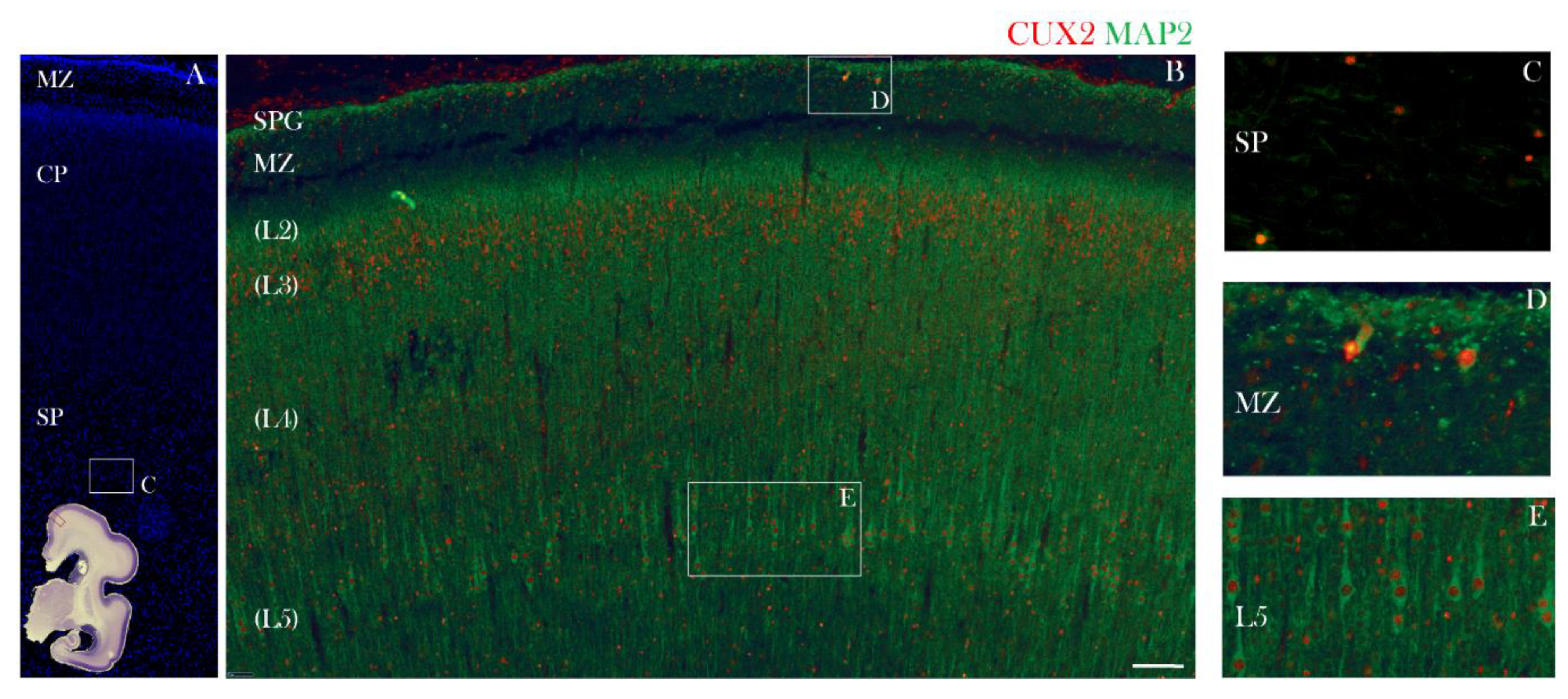 Cells 10 00415 g006 Cells 10 00415 g006