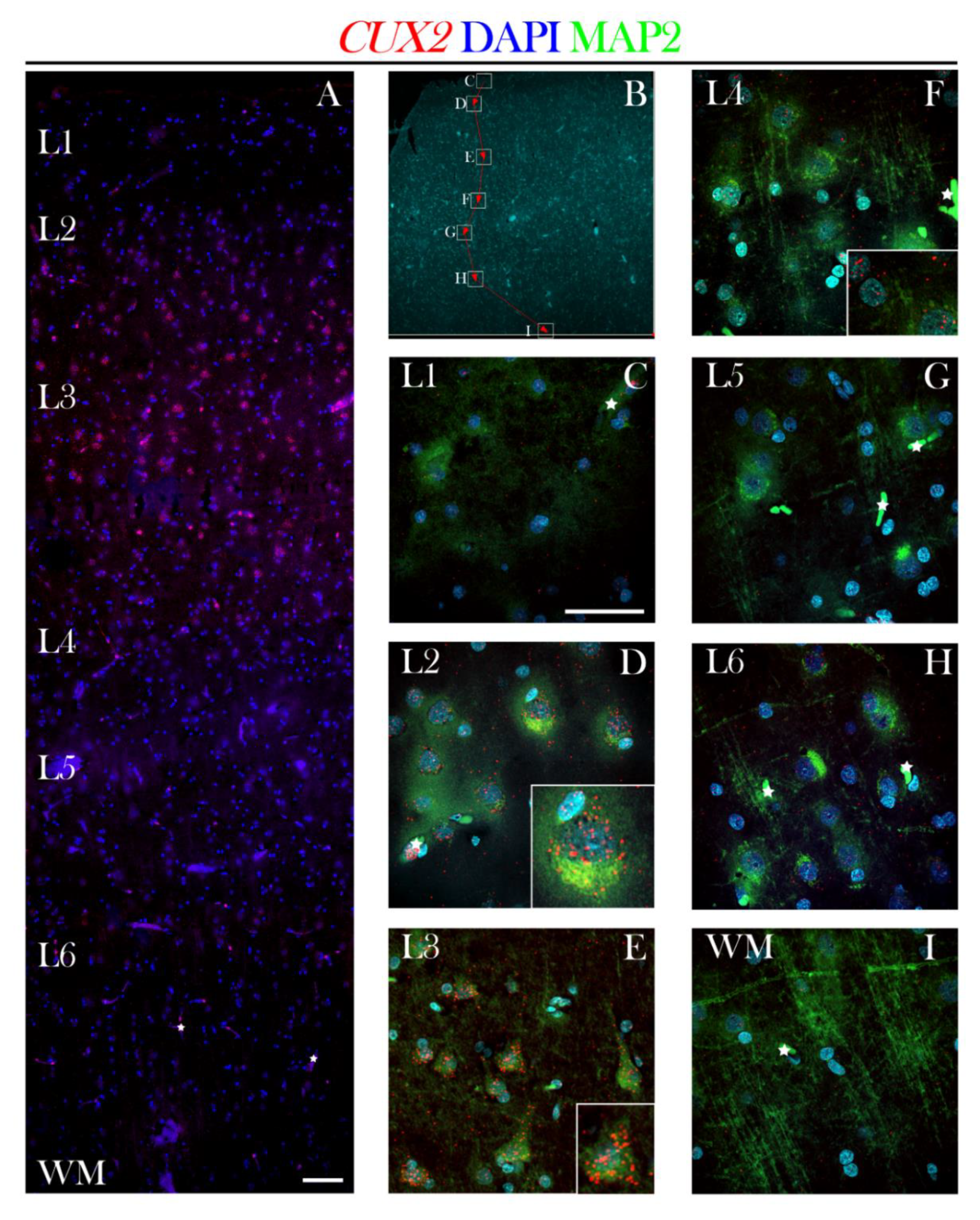 Cells 10 00415 g011 Cells 10 00415 g011