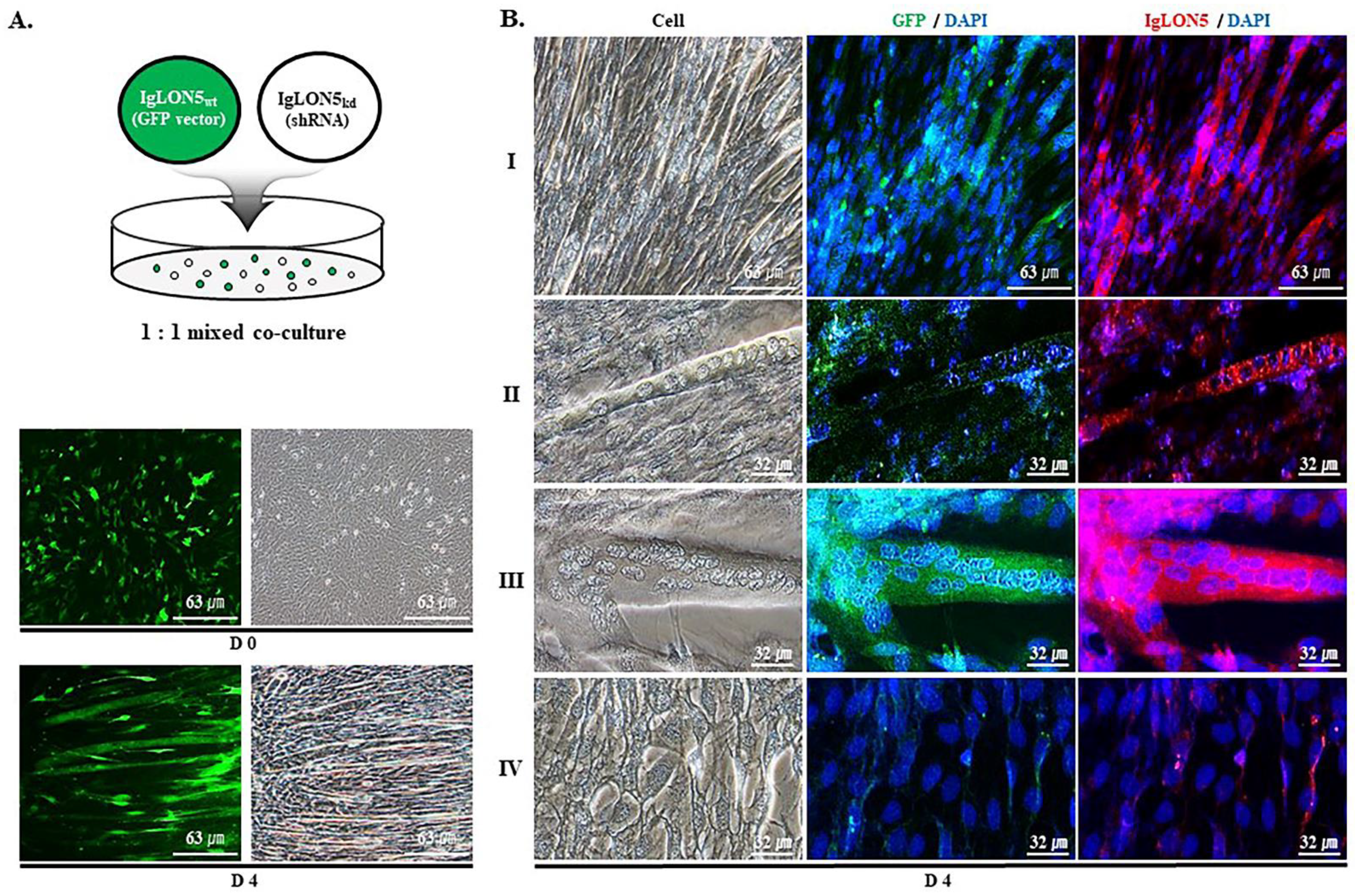 Cells 10 00417 g002 Cells 10 00417 g002