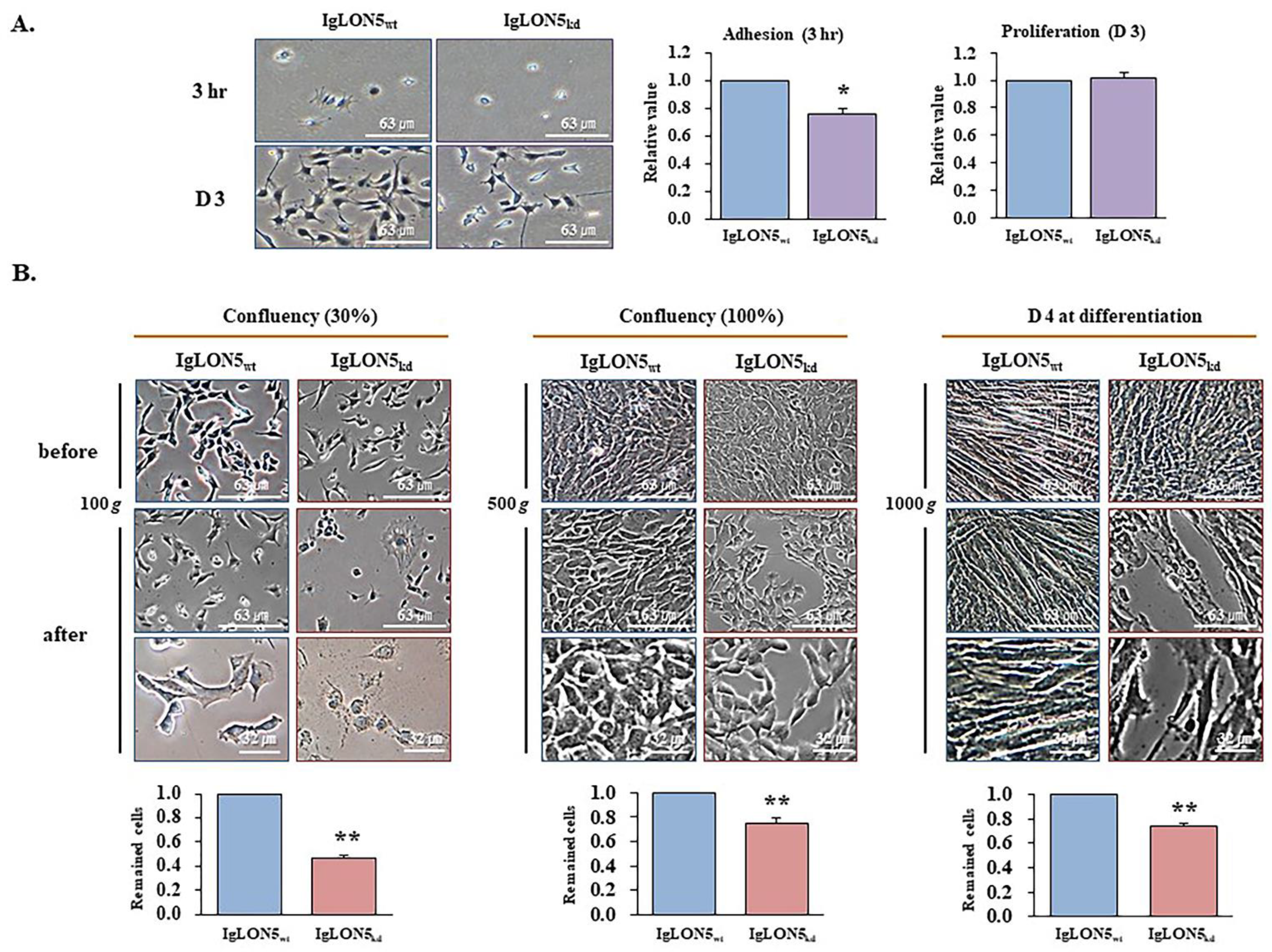 Cells 10 00417 g003 Cells 10 00417 g003