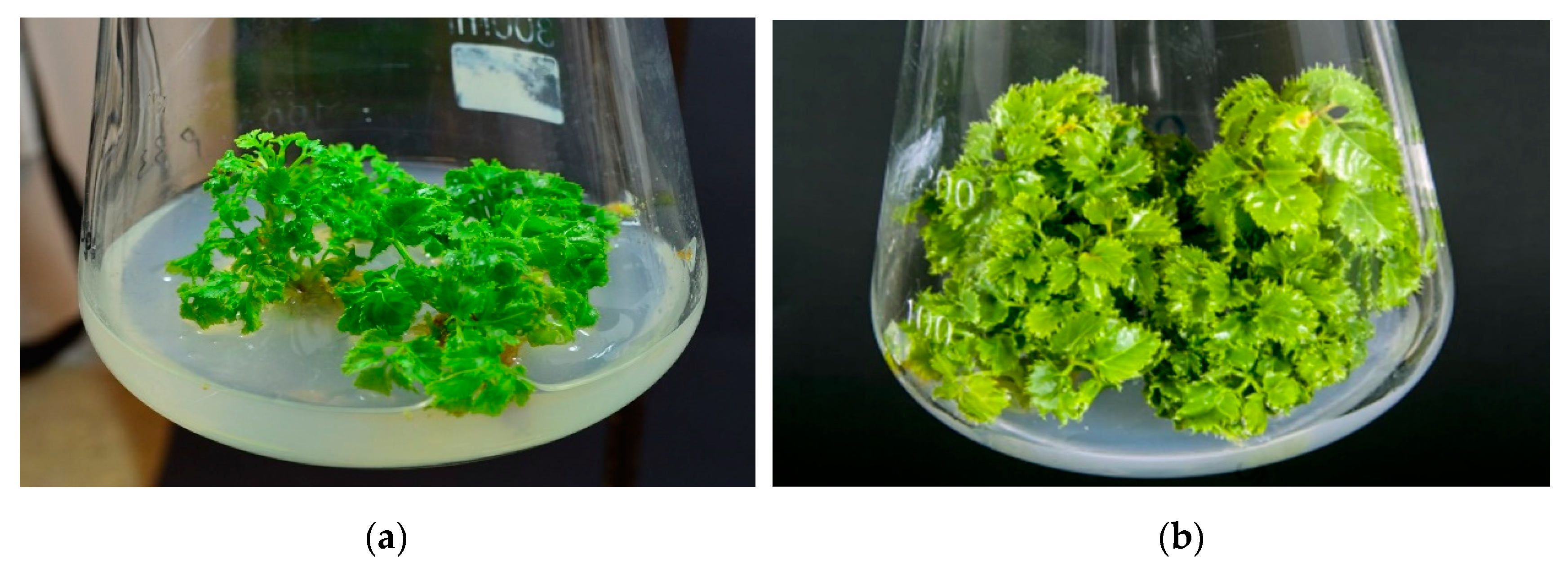 Cells 10 00419 g001a Cells 10 00419 g001a