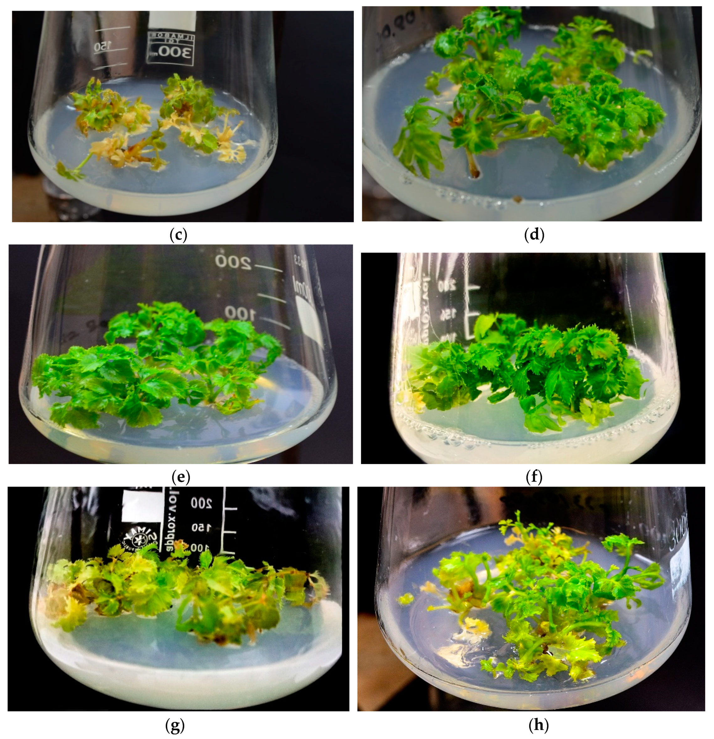 Cells 10 00419 g001b Cells 10 00419 g001b