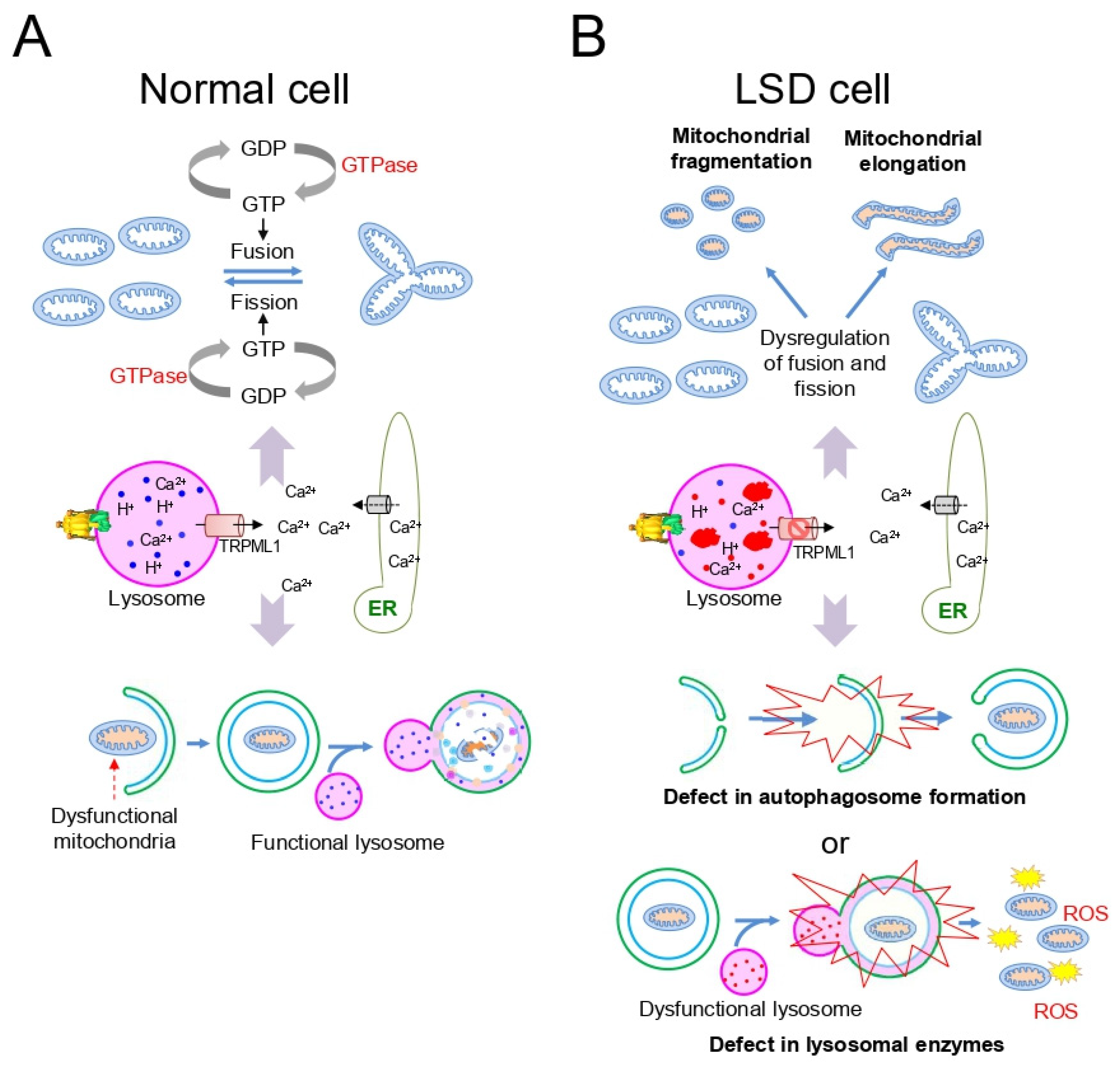 Cells 10 00420 g002 Cells 10 00420 g002