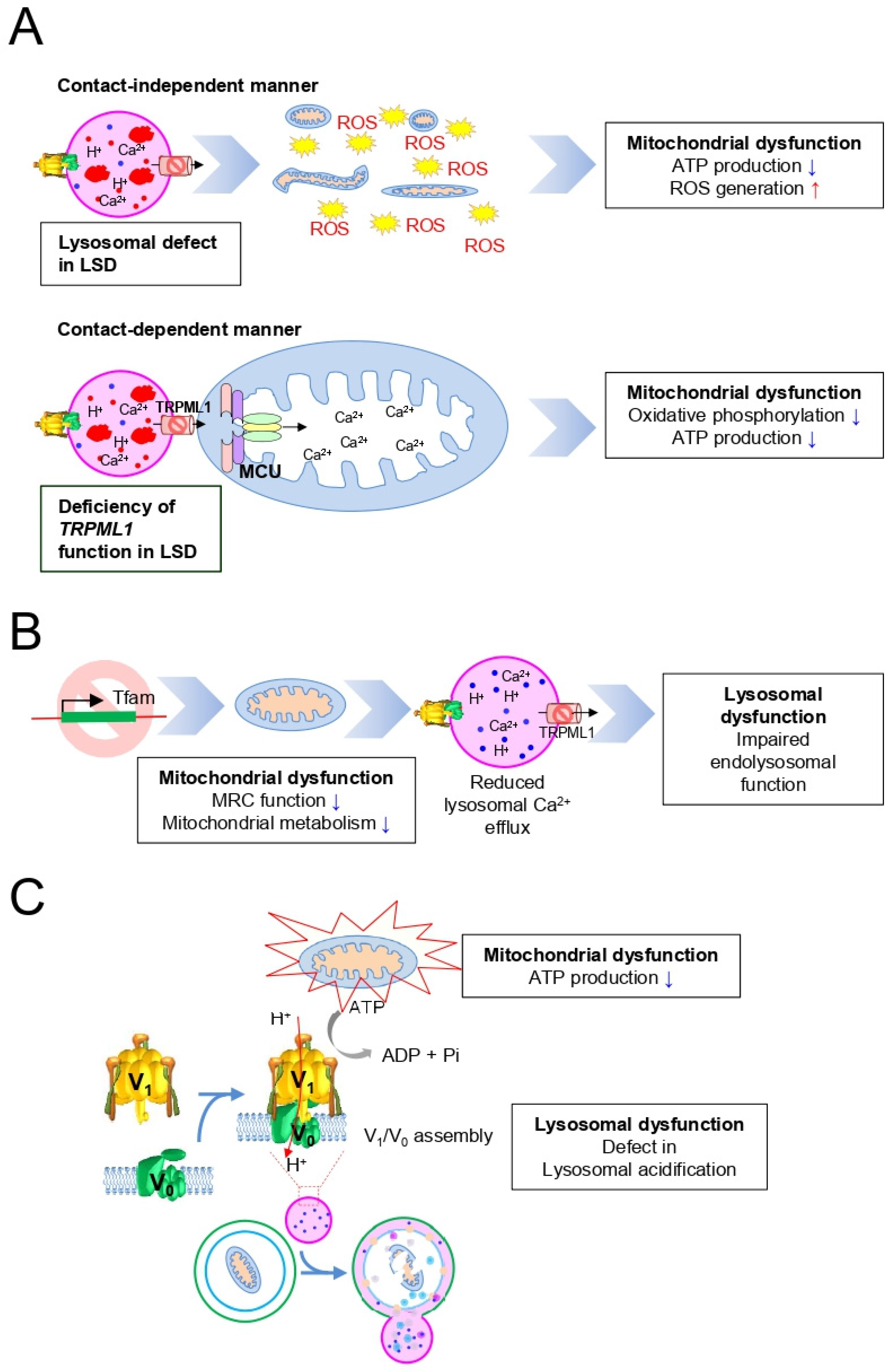 Cells 10 00420 g003 Cells 10 00420 g003