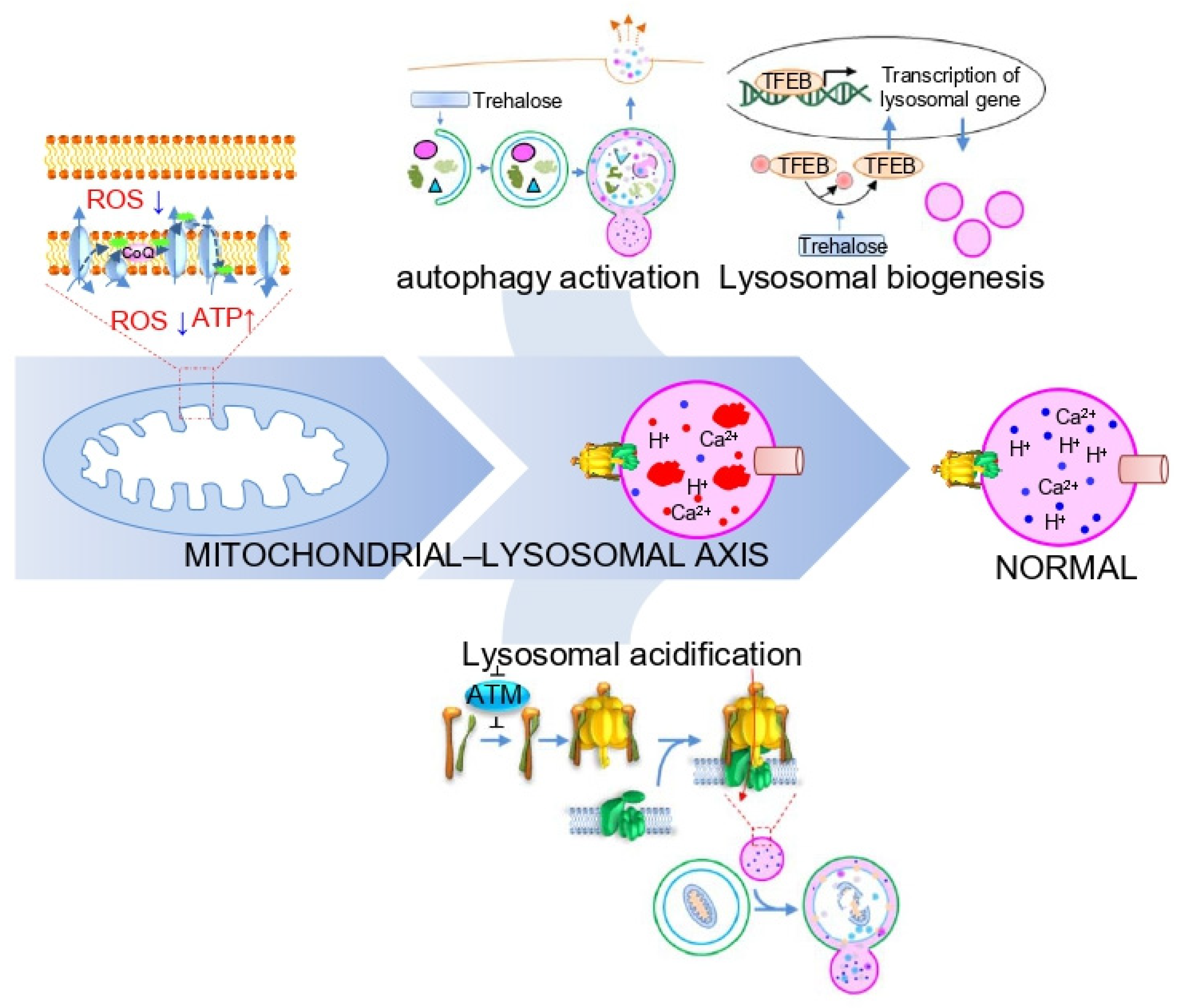Cells 10 00420 g005 Cells 10 00420 g005