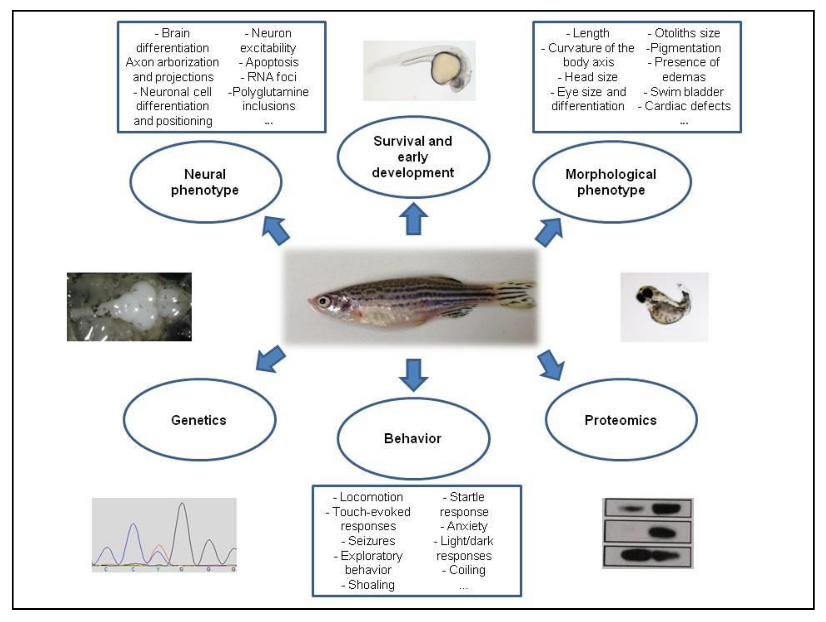 Cells 10 00421 g002 Cells 10 00421 g002