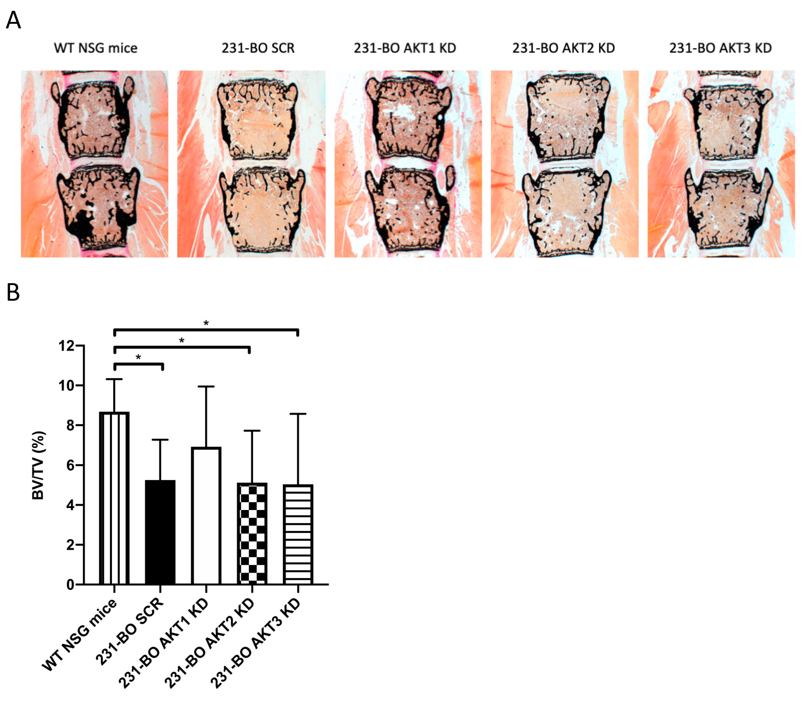 Cells 10 00430 g007 Cells 10 00430 g007