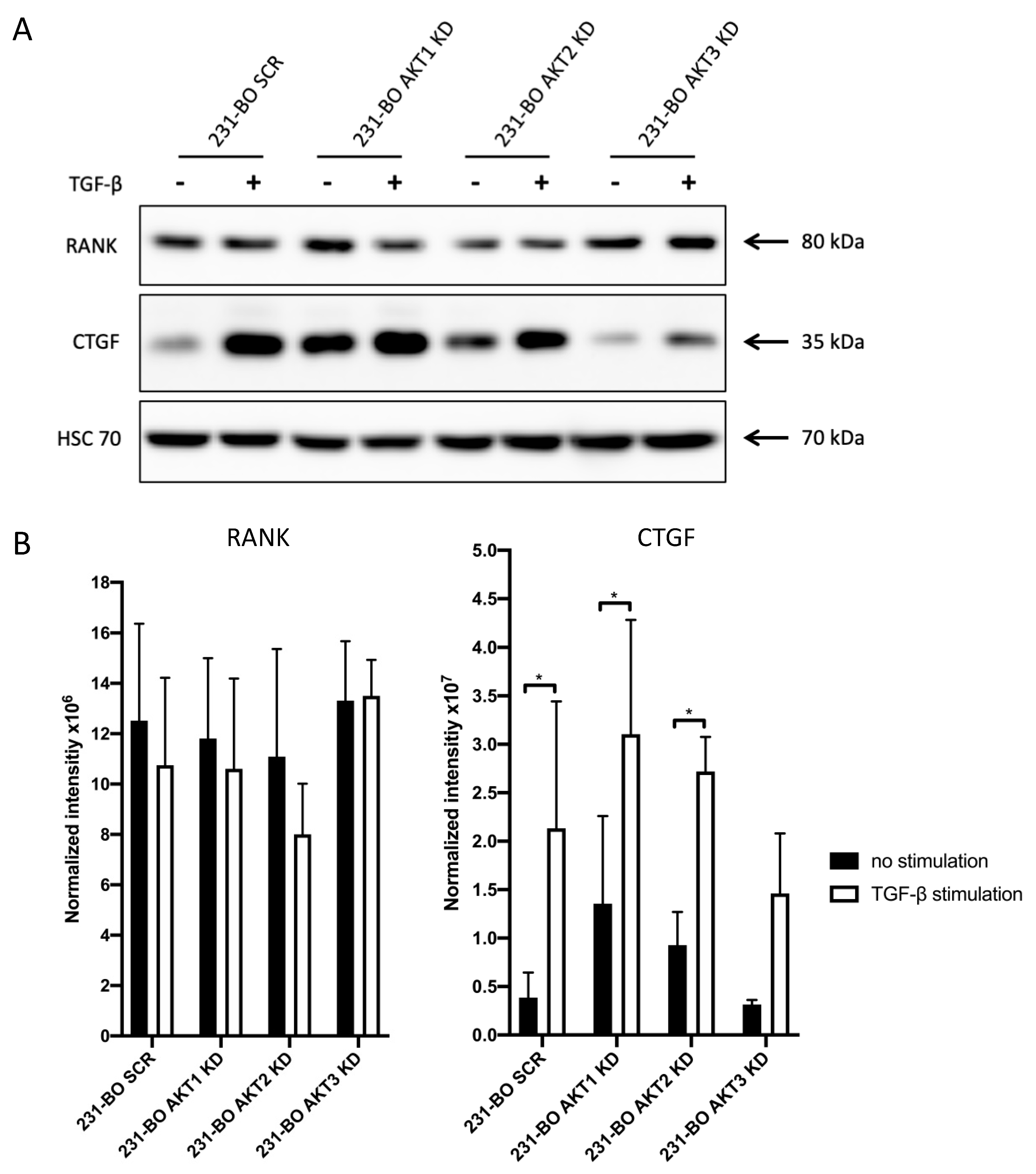 Cells 10 00430 g009 Cells 10 00430 g009