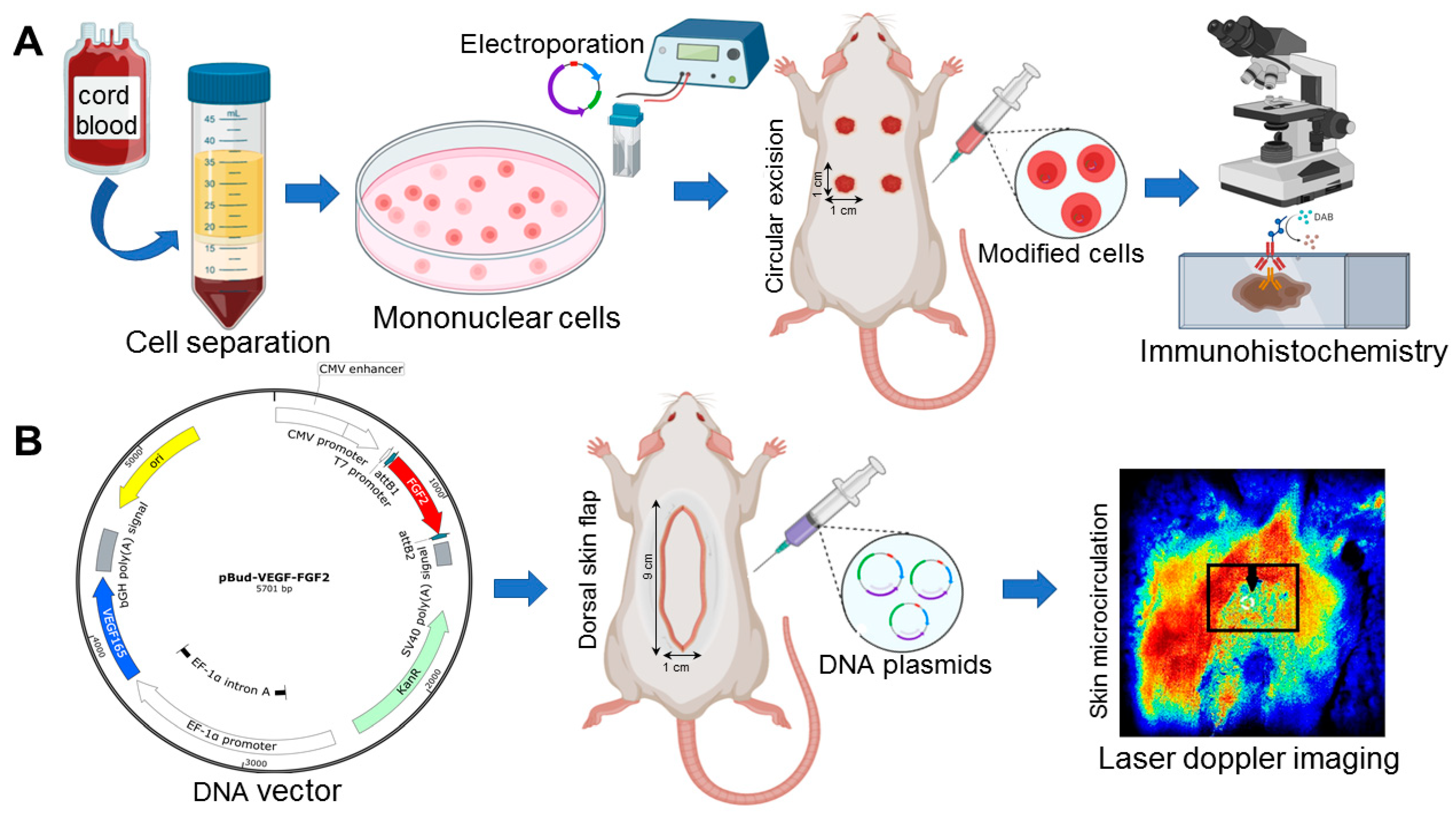 Cells 10 00432 g001 Cells 10 00432 g001