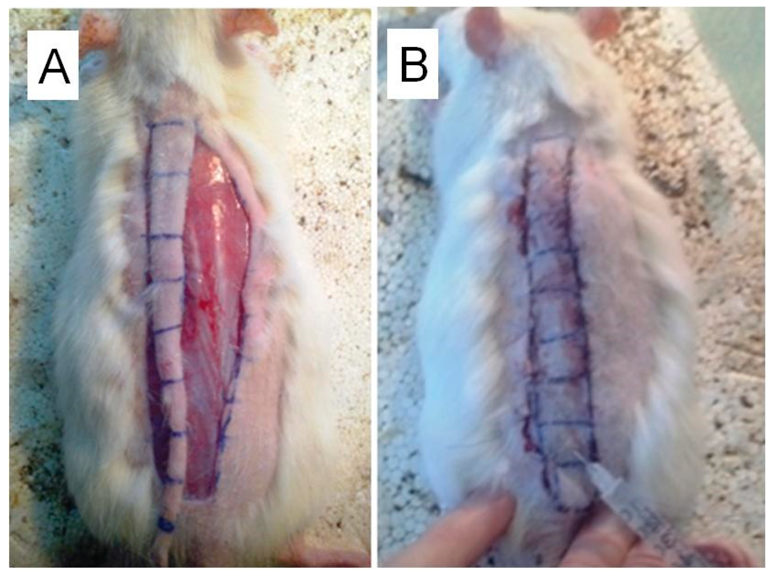Cells 10 00432 g002 Cells 10 00432 g002