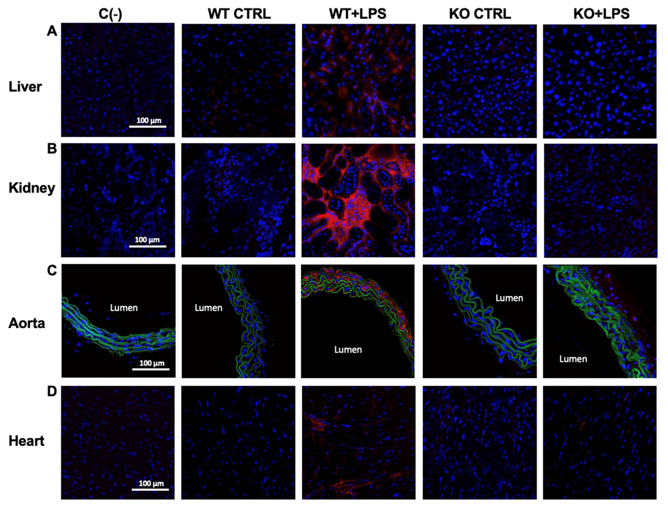 Cells 10 00435 g004 Cells 10 00435 g004
