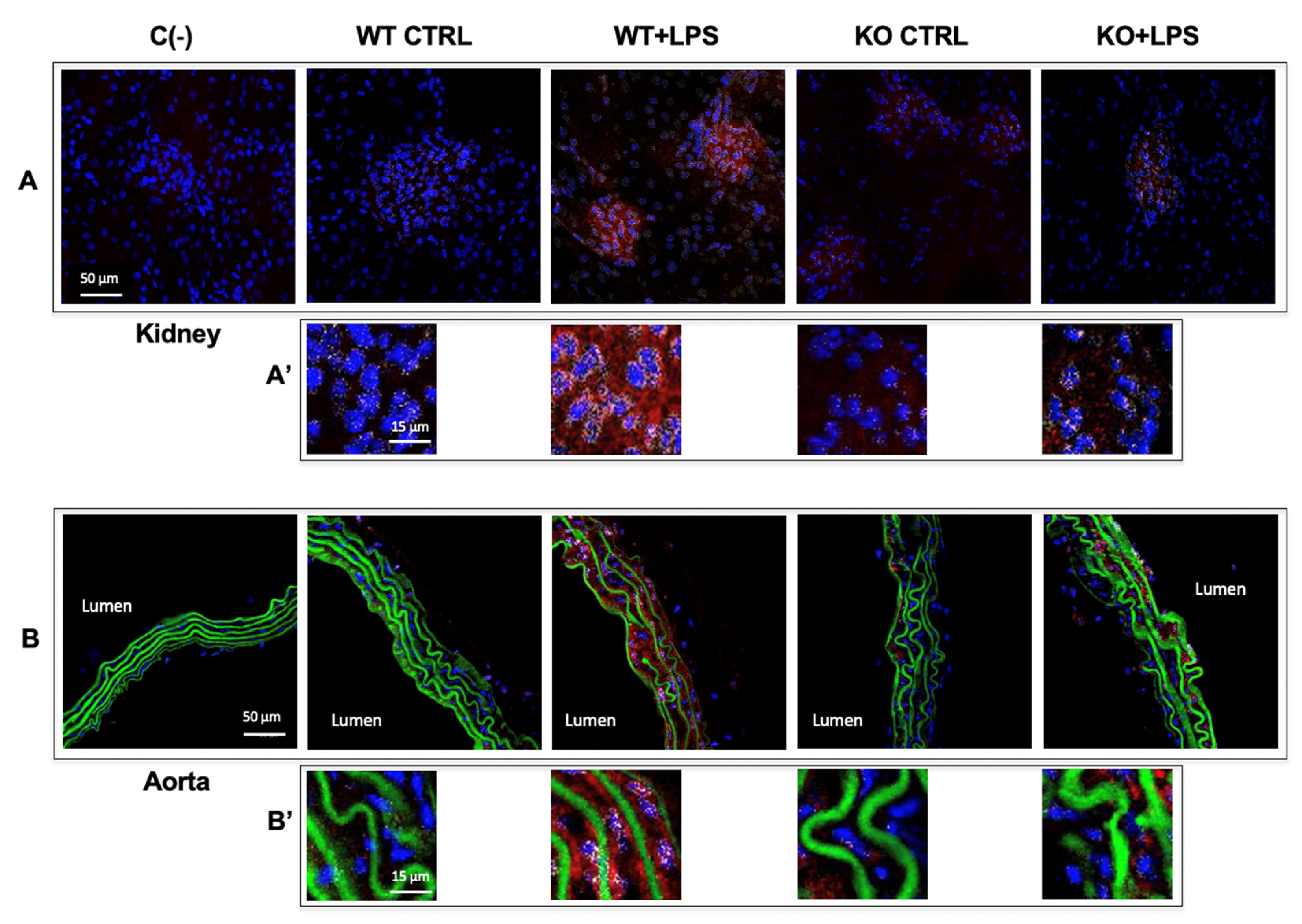 Cells 10 00435 g005 Cells 10 00435 g005